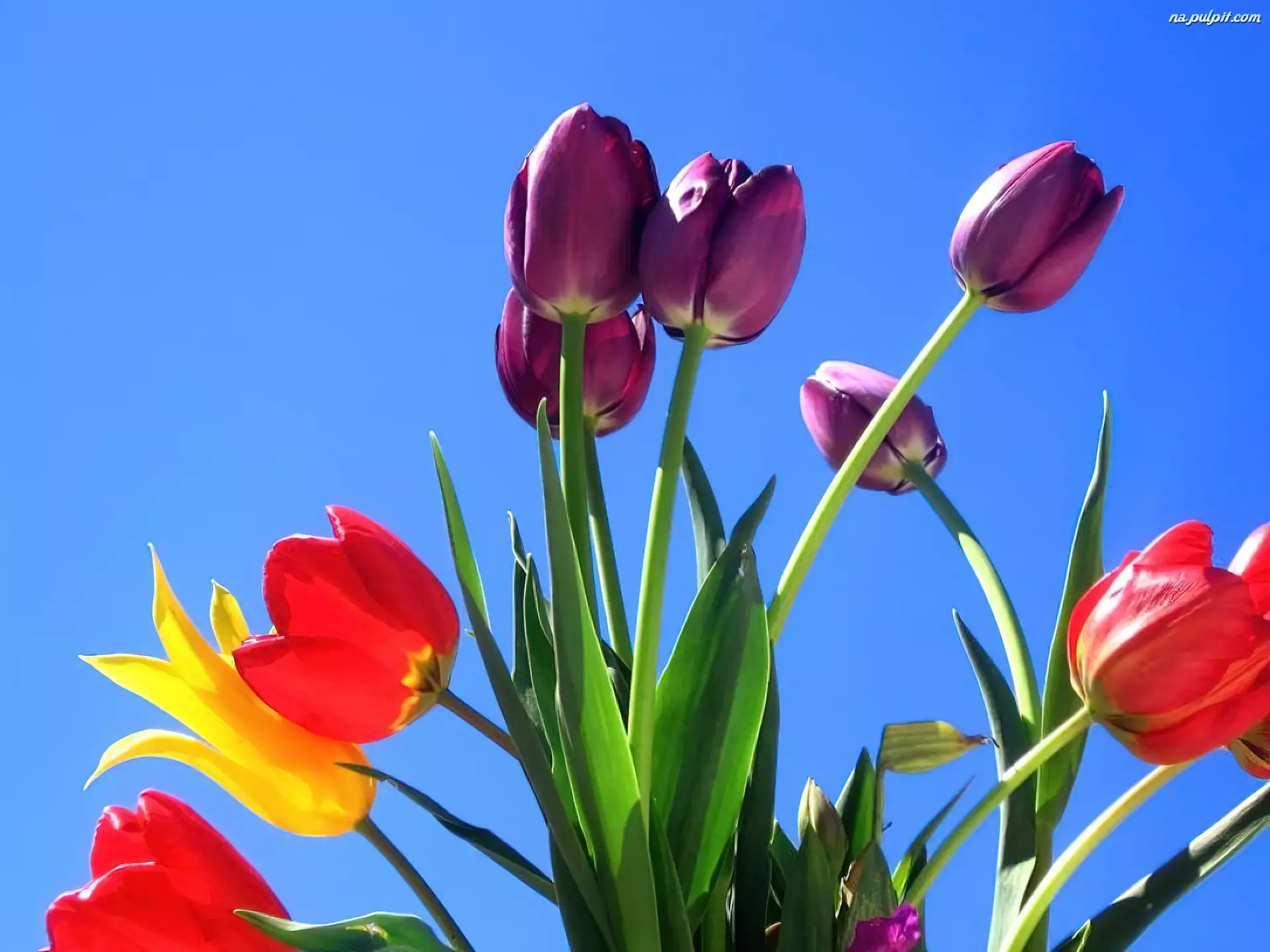 Niebo, Kolorowe, Tulipany, Niebieskie