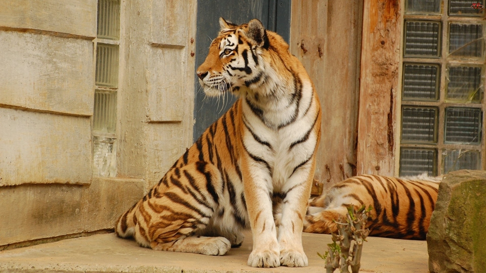 Bengalski, Zapatrzony, Tygrys
