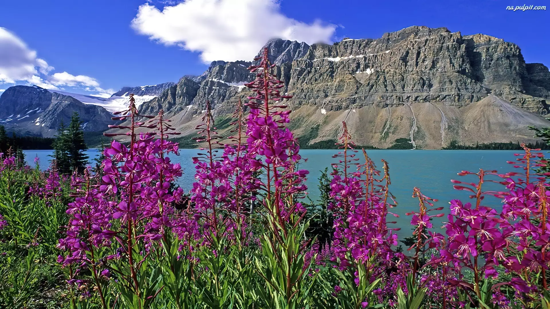 Różowe, Kanada, Jezioro, Góry, Kwiaty