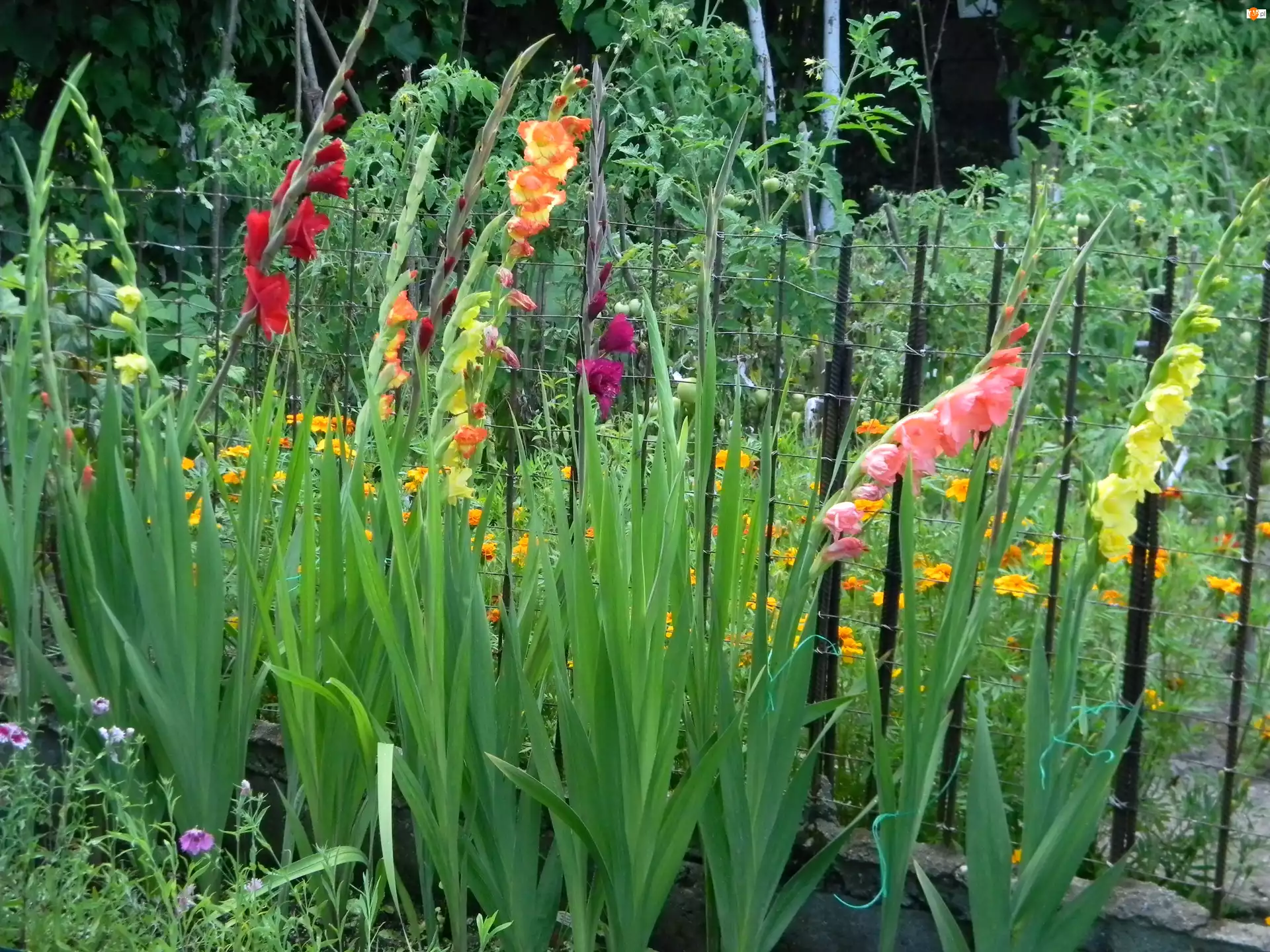 Ogród, Różnokolorowe, Mieczyki