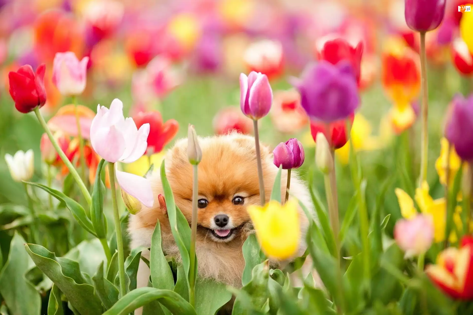 Tulipany, Pies, Szpic miniaturowy, Kwiaty