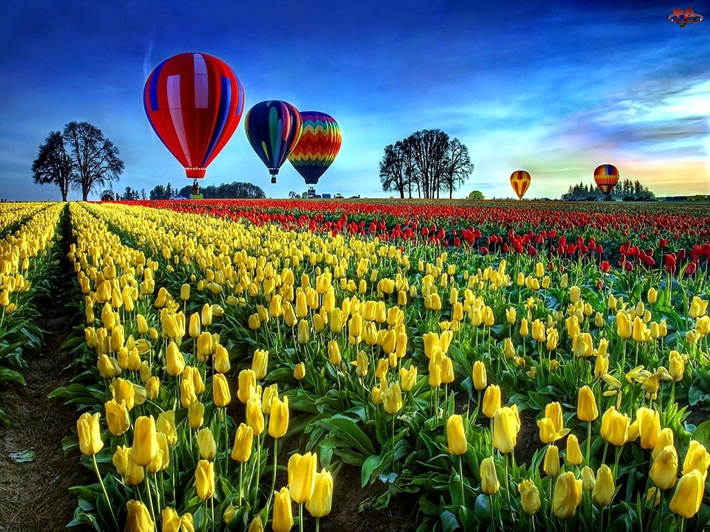 Plantacja, Balony, Tulipanów, Kolorowe