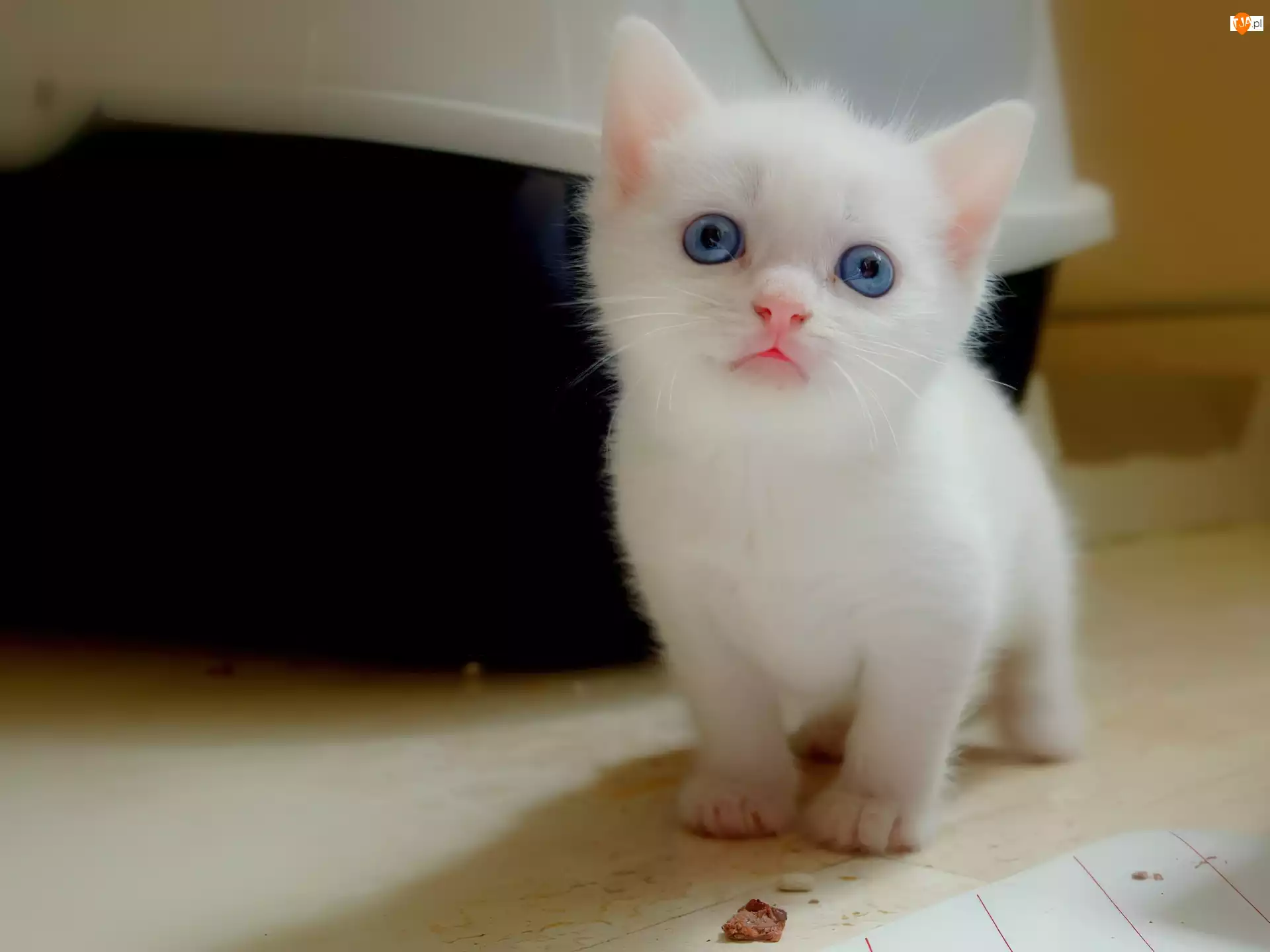 Koteczek, Oczka, Biały, Niebieskie