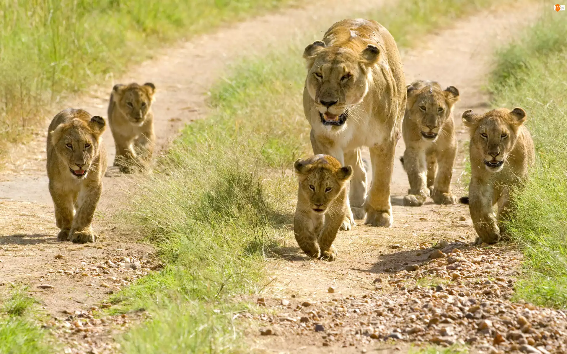 Safari, Lwia, Rodzinka