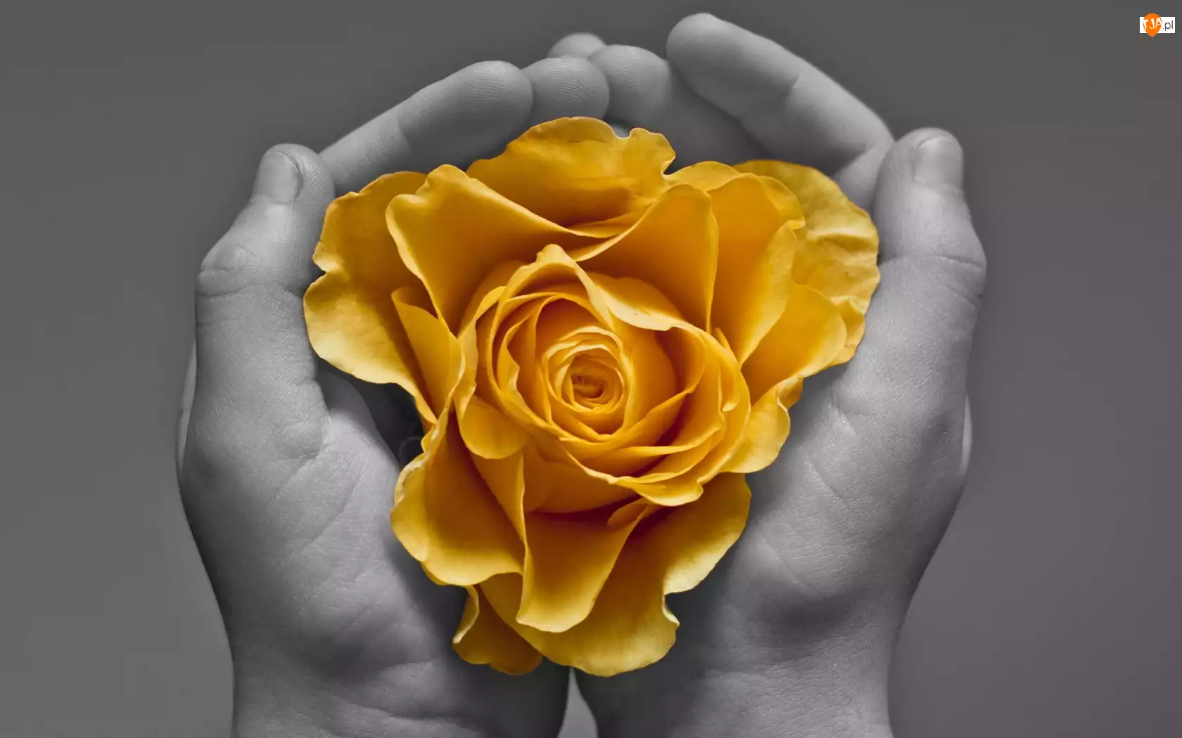Dłonie, Róża, Żółta