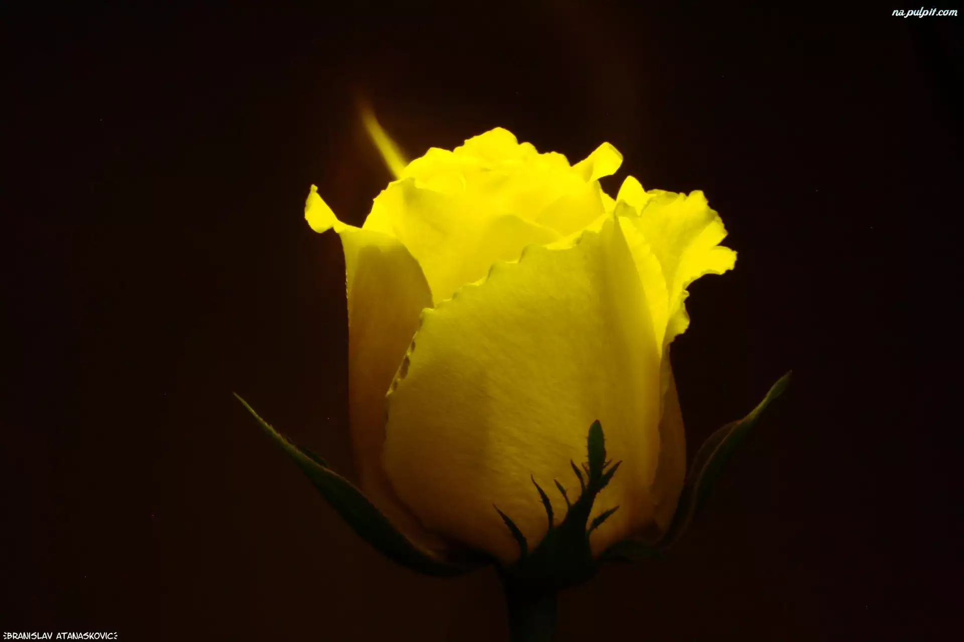 Kwiat, Żółta, Róża