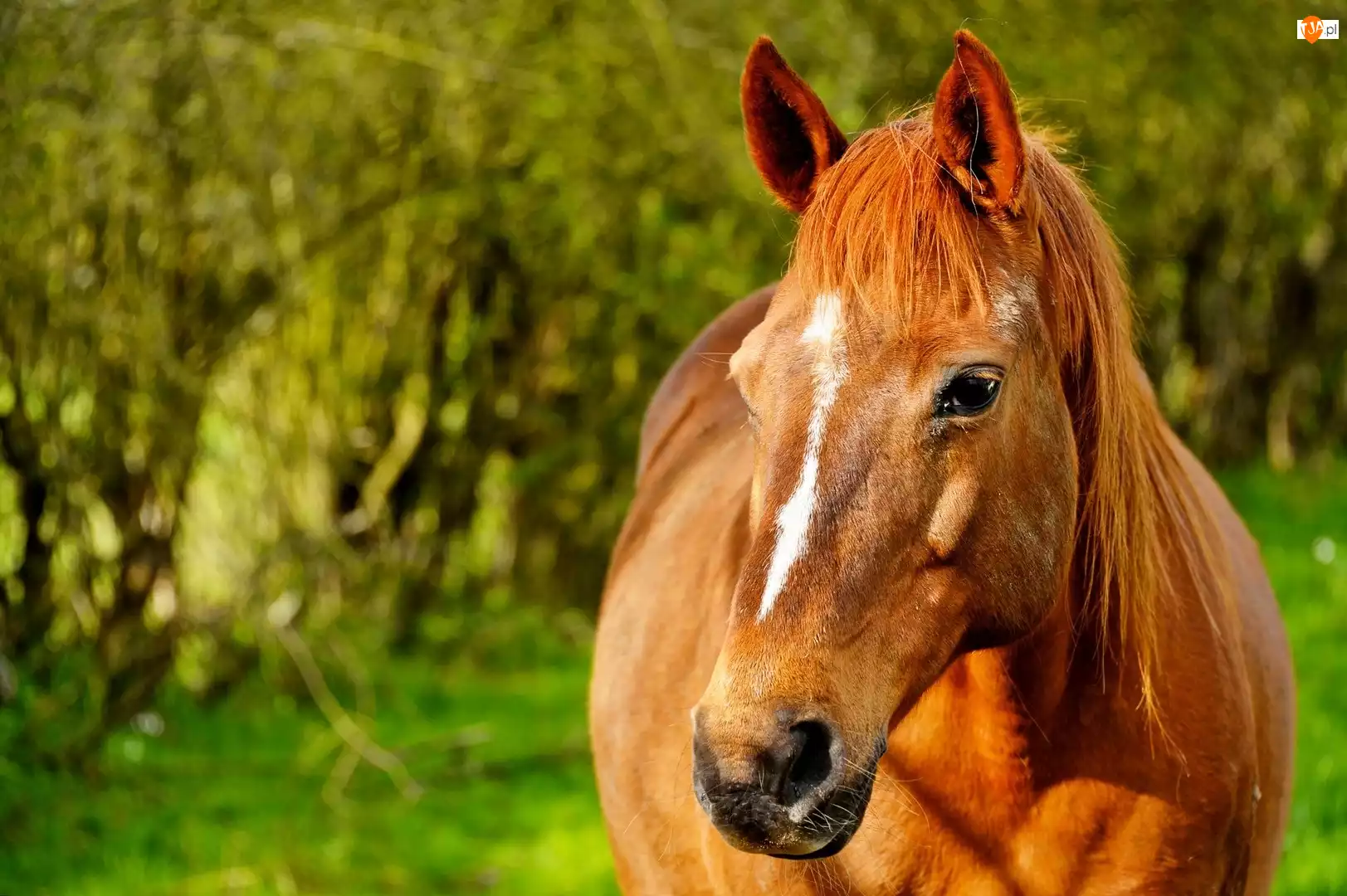 Koń, Portret