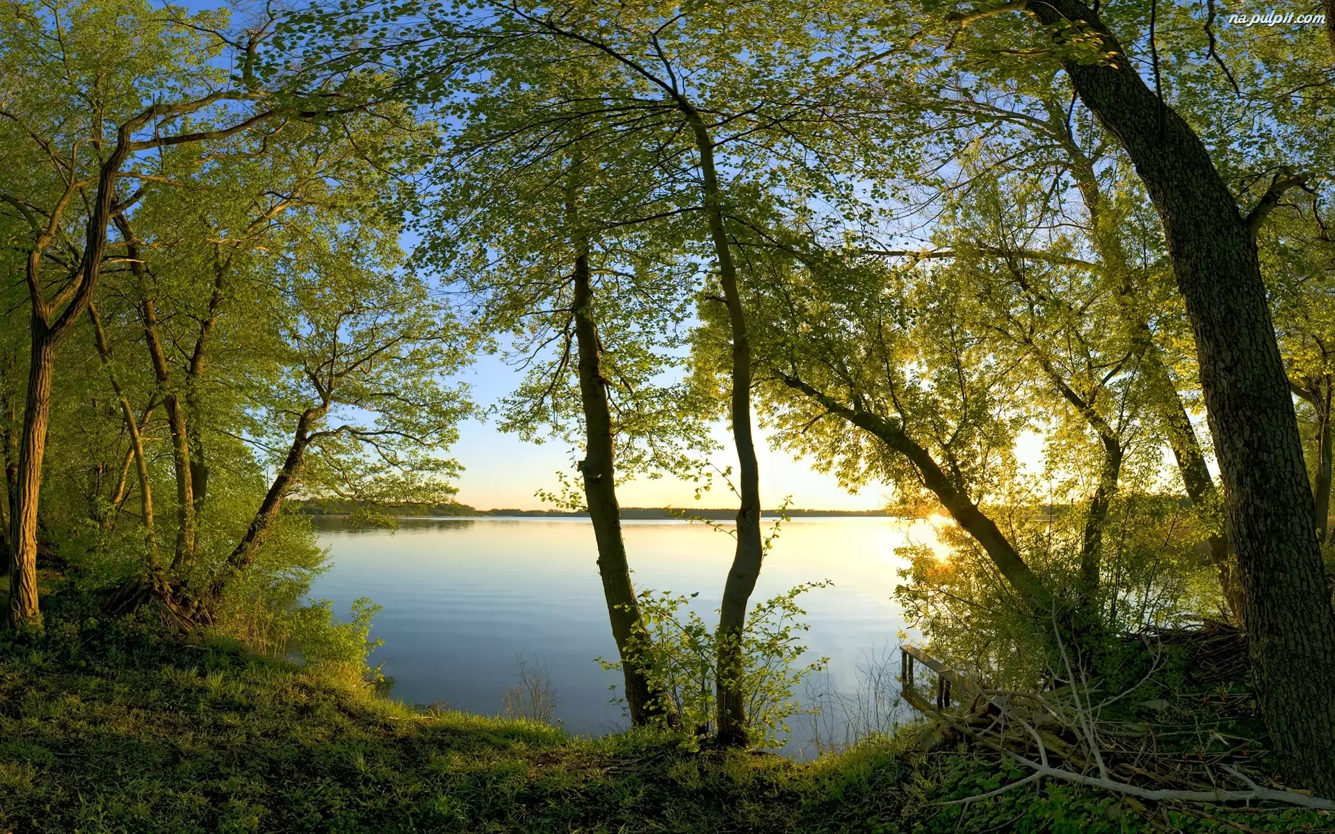 Jezioro, Drzewa, Gałęzie