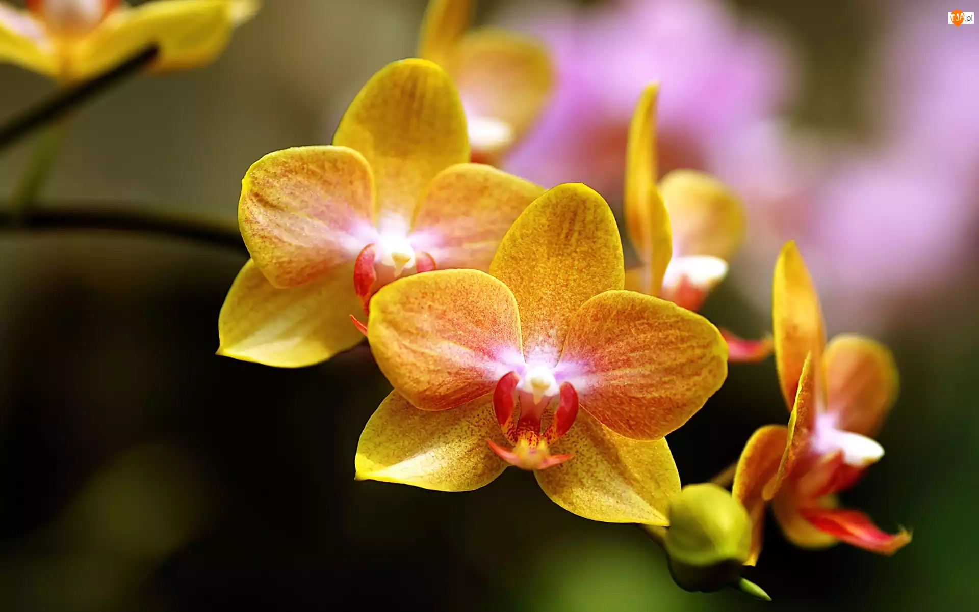 Kwiaty, Orchidea, Żółte