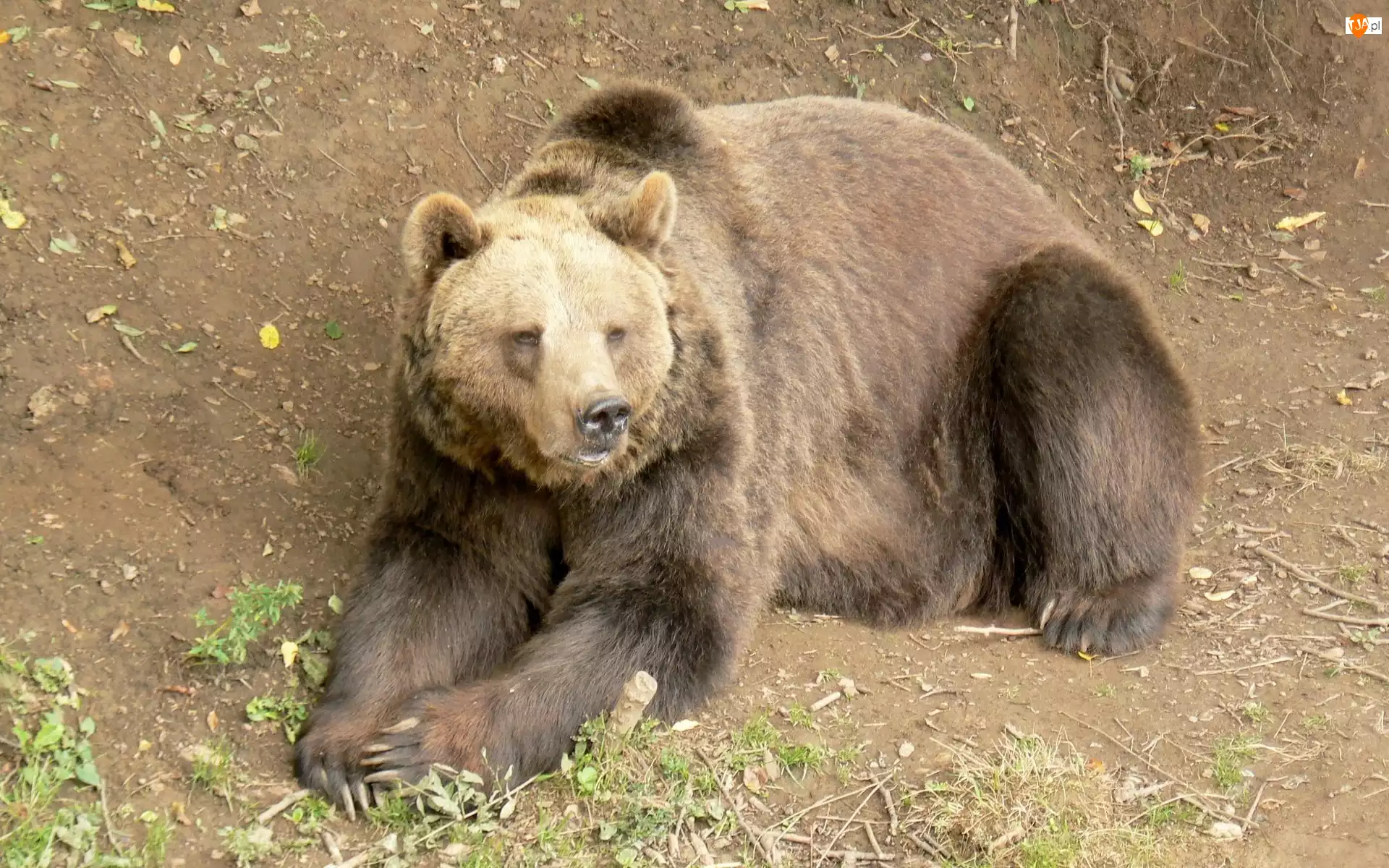 Leżący, Niedźwiedź