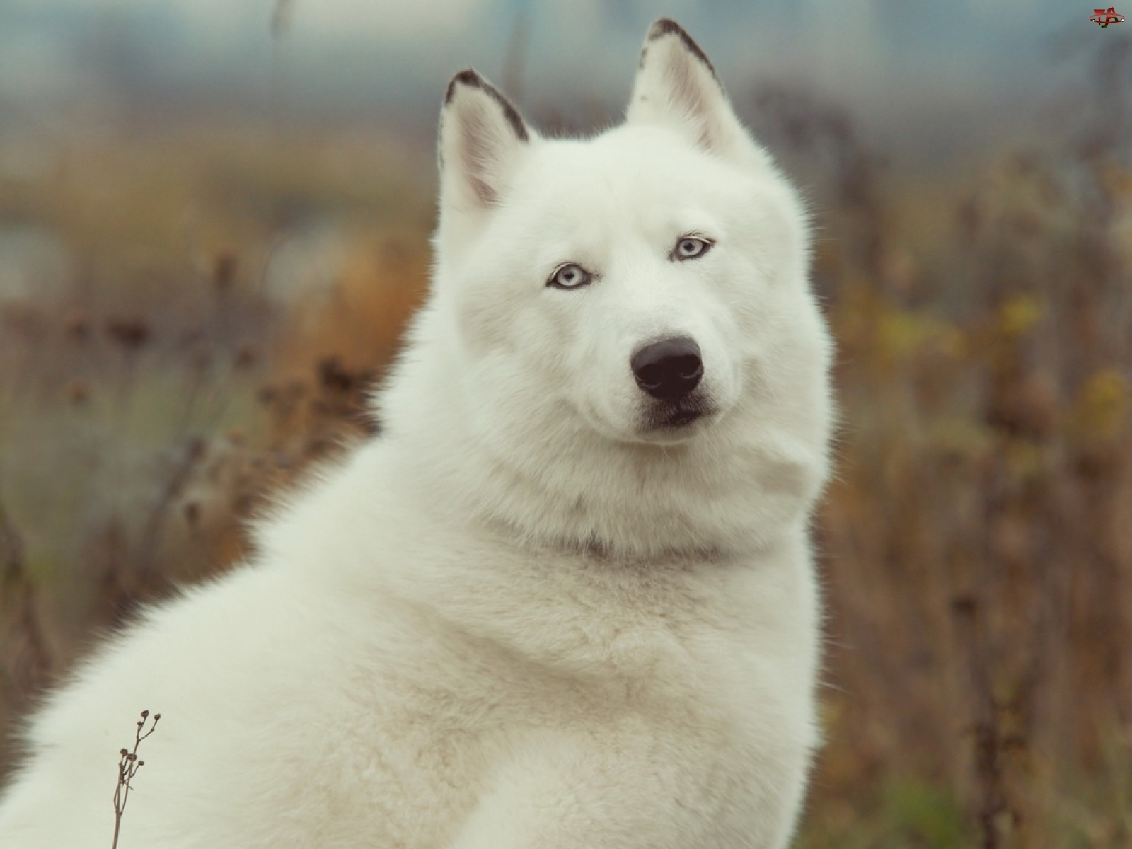 Husky, Biały, Siberian