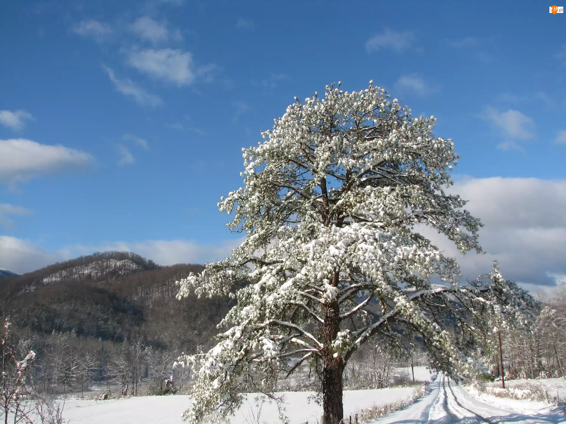 Góry, Śnieg, Drzewo