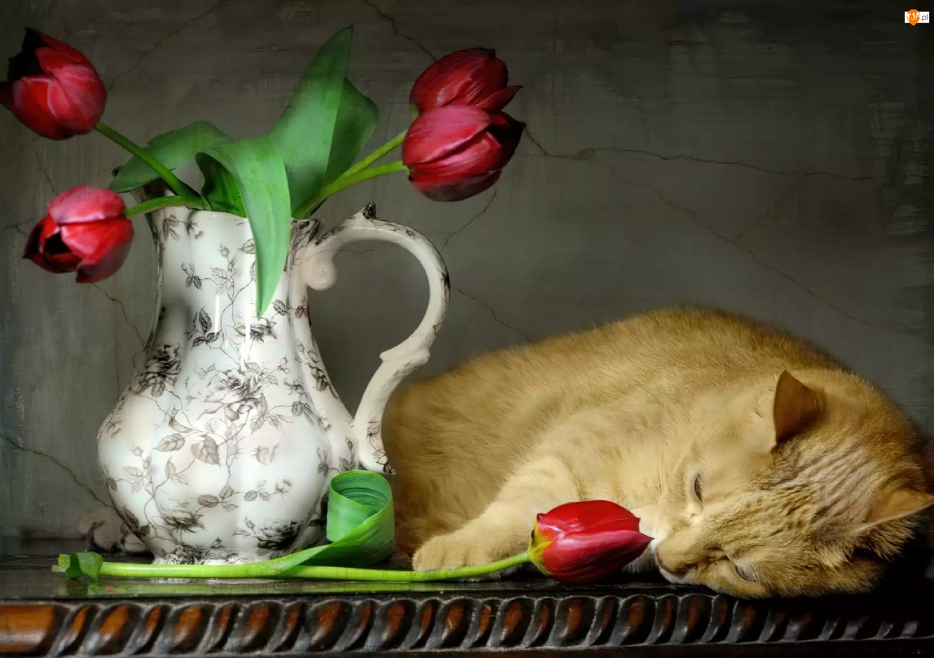 Tulipany, Kot, Dzban