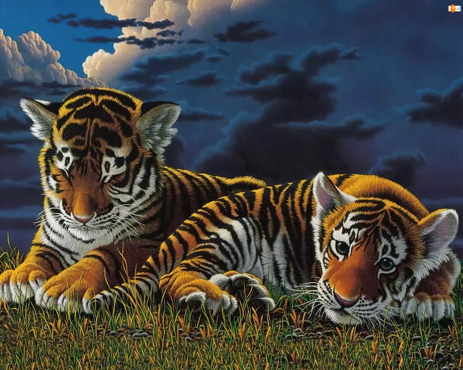 Dwa, Chmury, Młode, Tygrysy