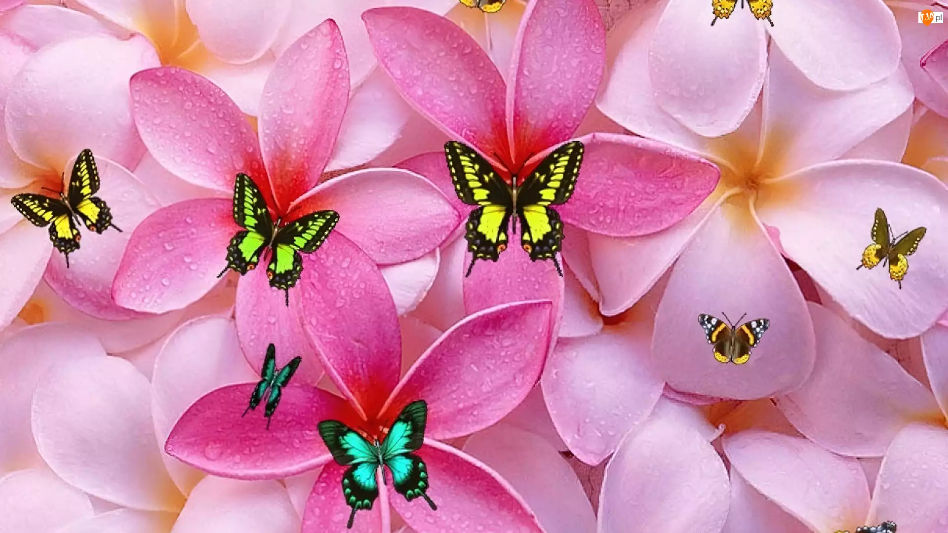Motyle, Kwiaty, Płatki