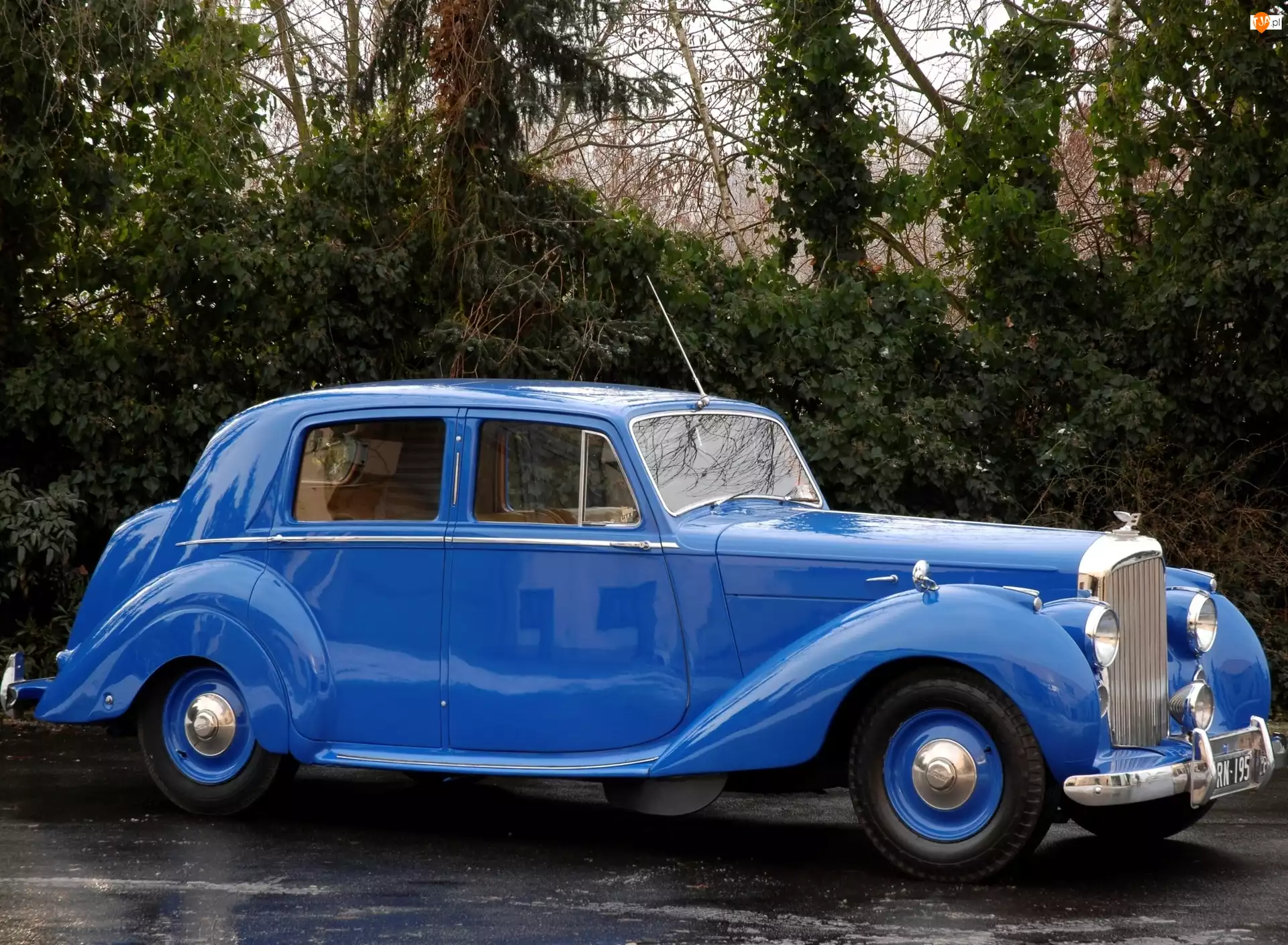 Bentley Mark VI, Niebieski