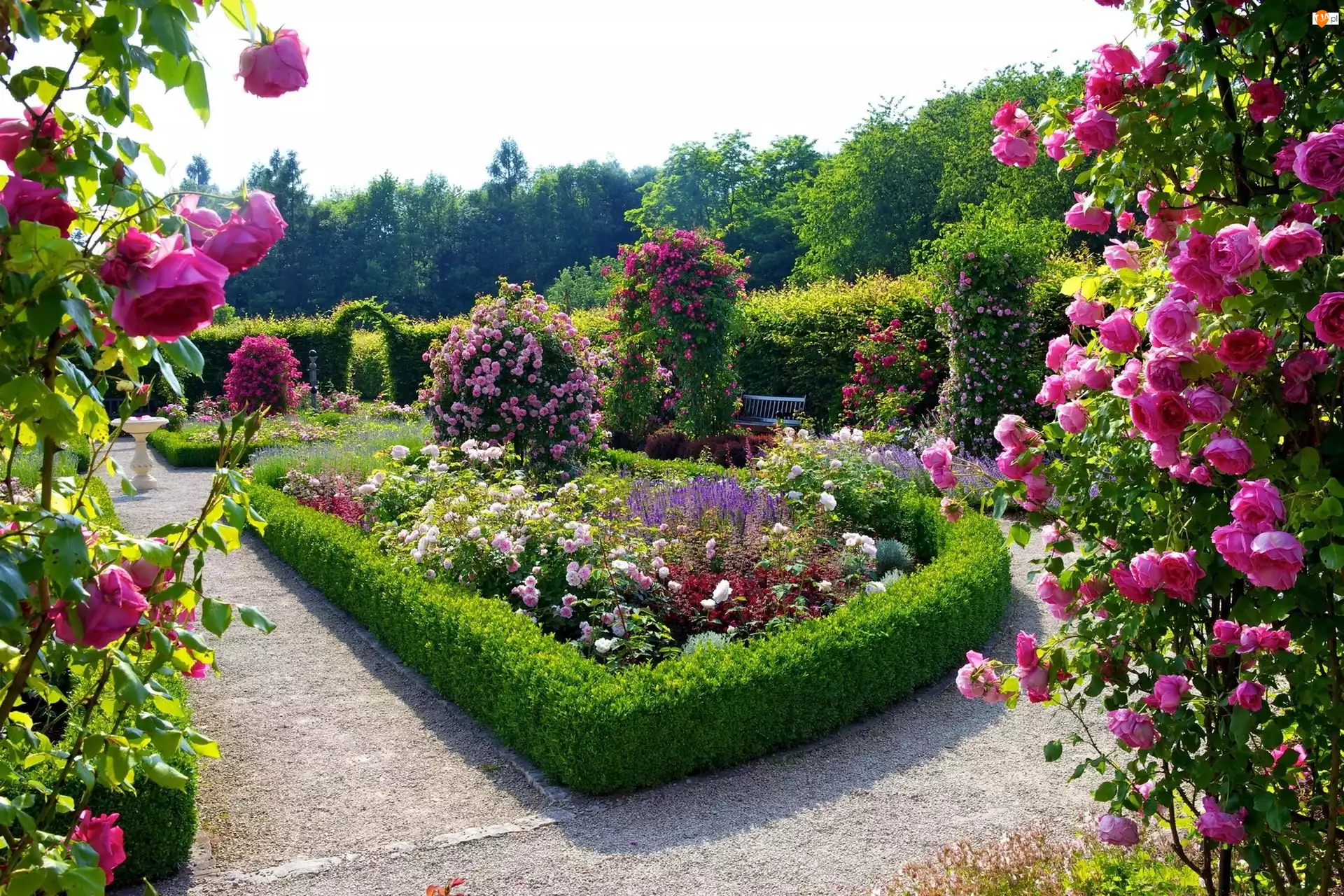 Różany, Piękny, Ogród