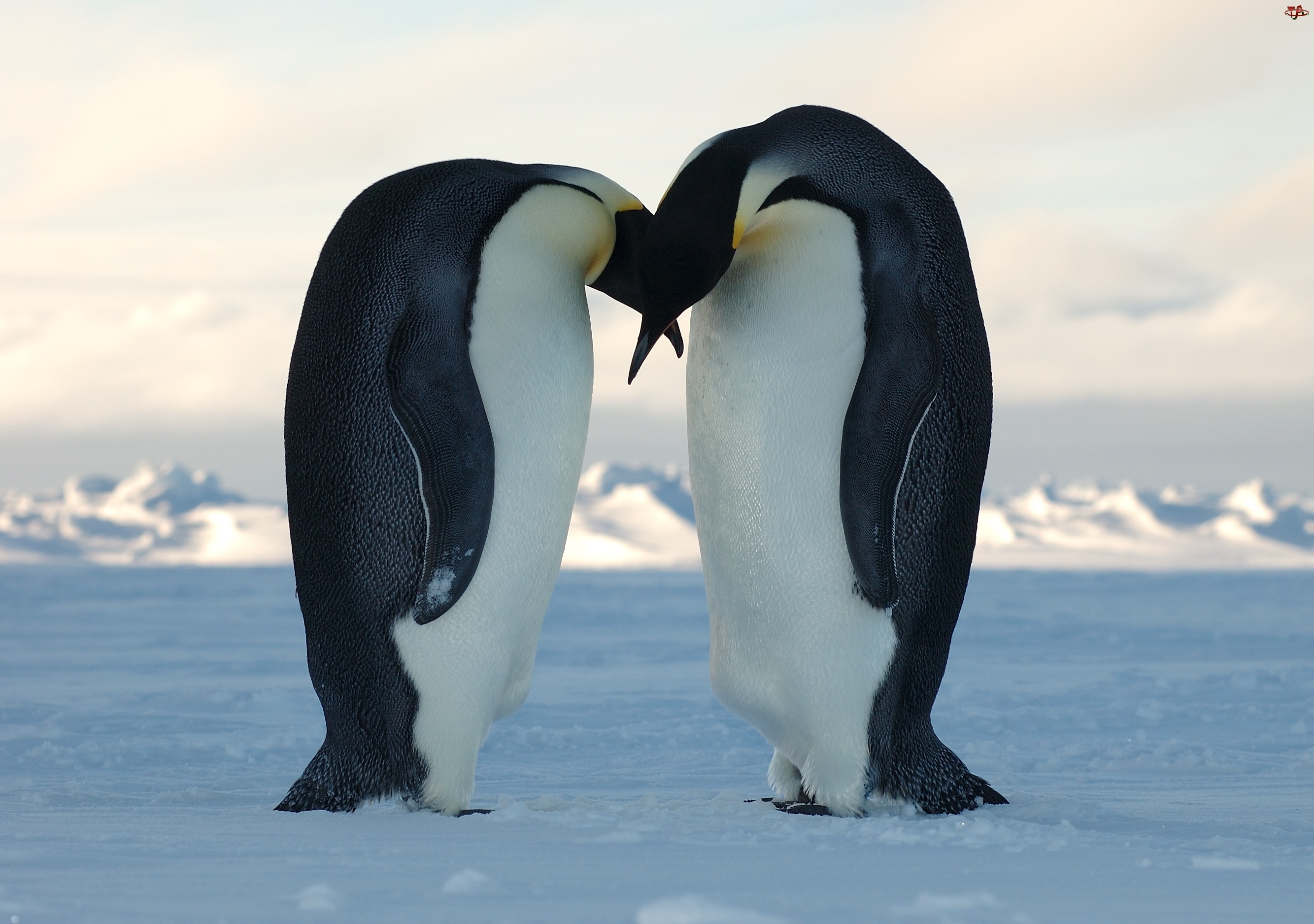 Para, Śnieg, Pingwinów, Pocałunek