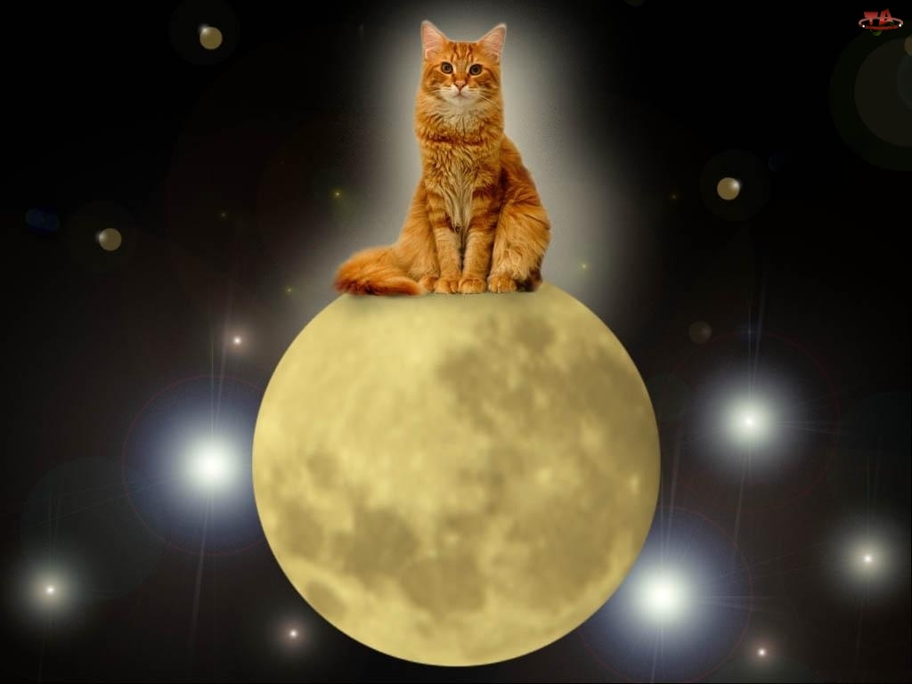 Księżyc, Kot