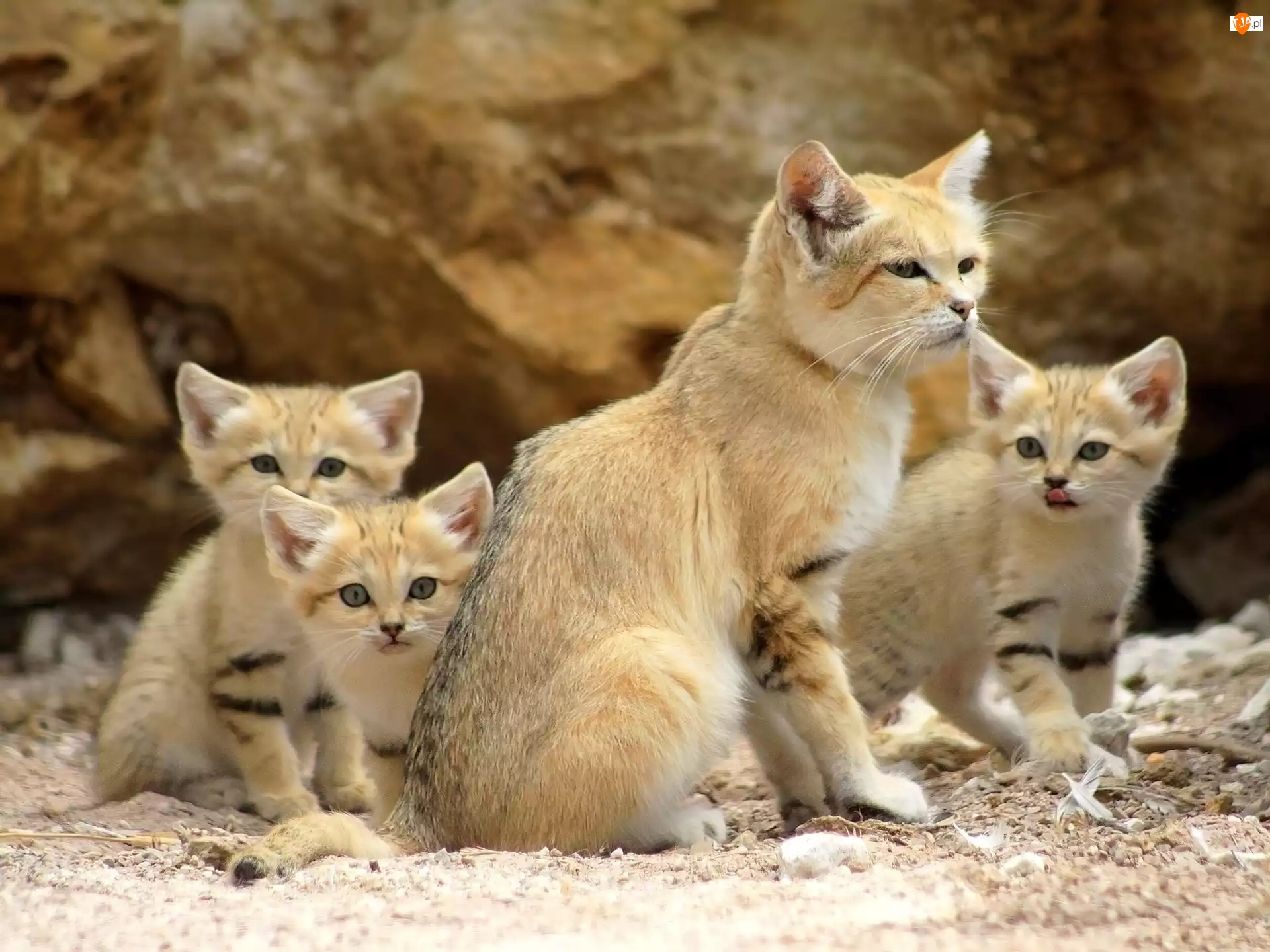 Kotów pustynnych, Rodzinka, Dzikich