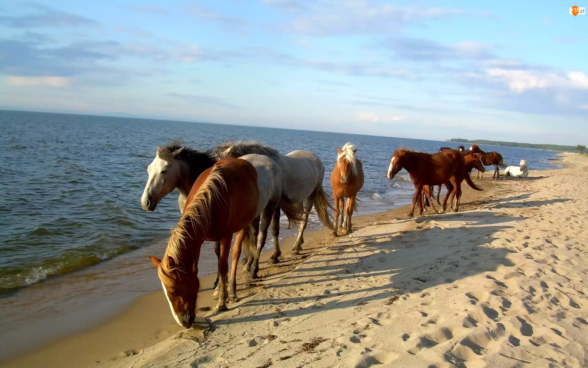 Konie, Piasek, Plaża, Morze