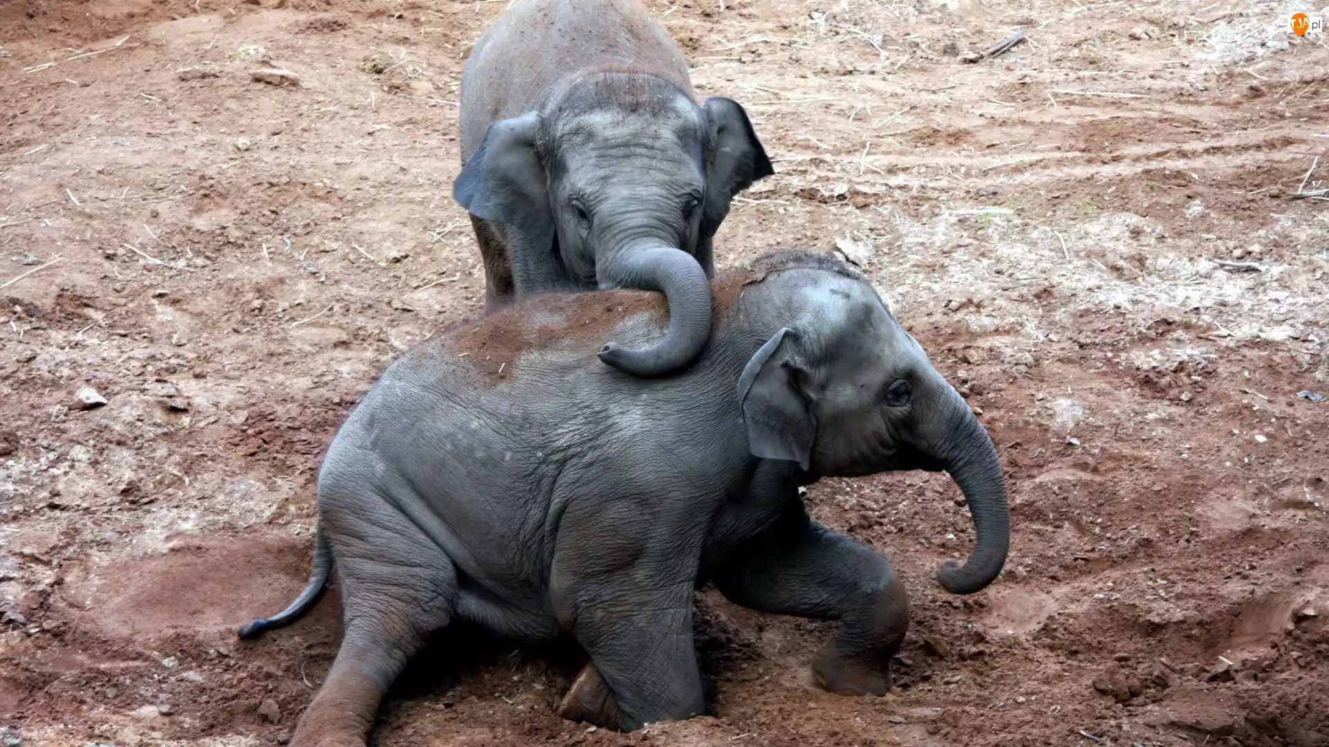 Słonie, Dwa, Małe