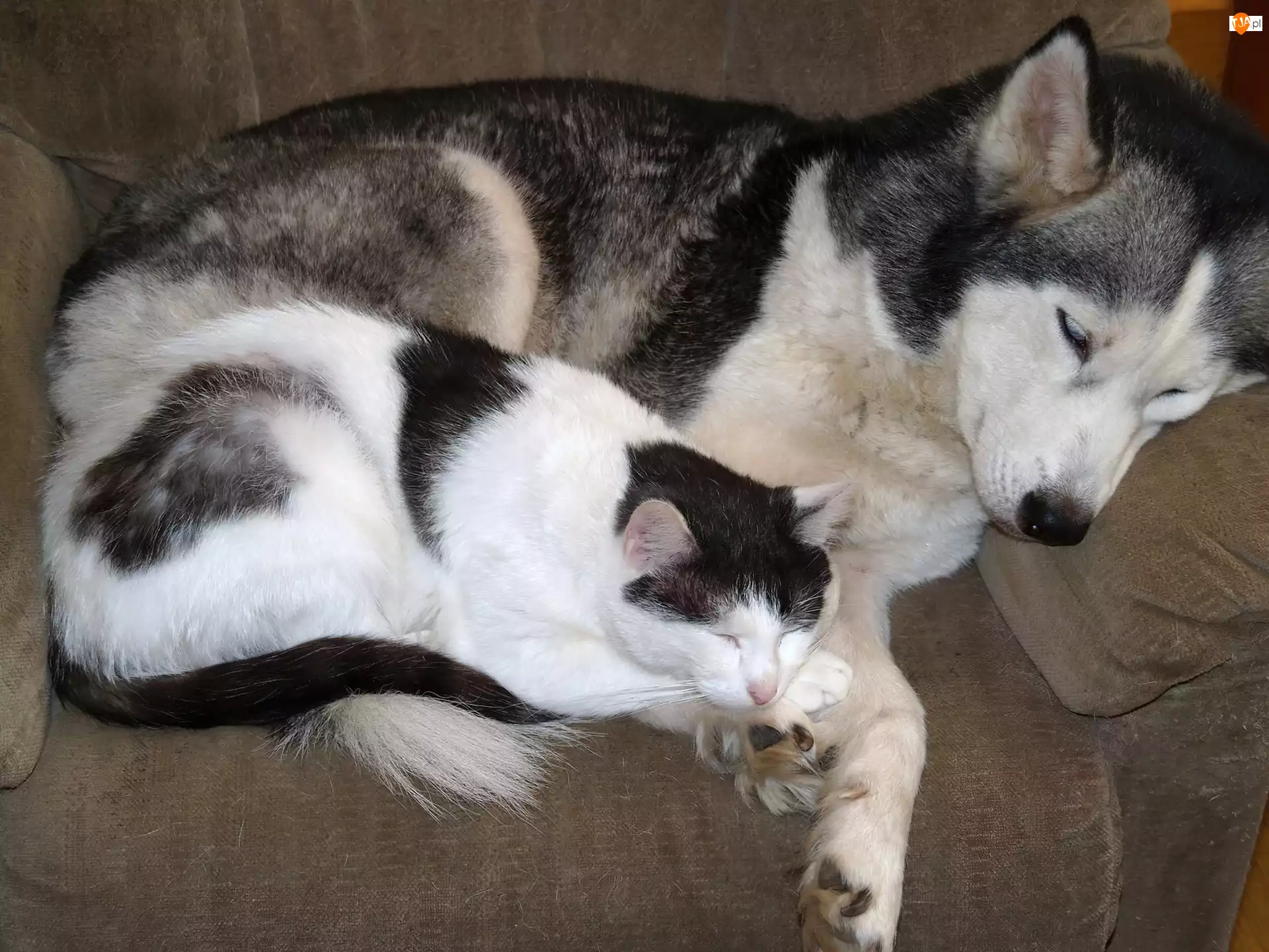 Śpiący, Siberian Husky, Kot, Pies