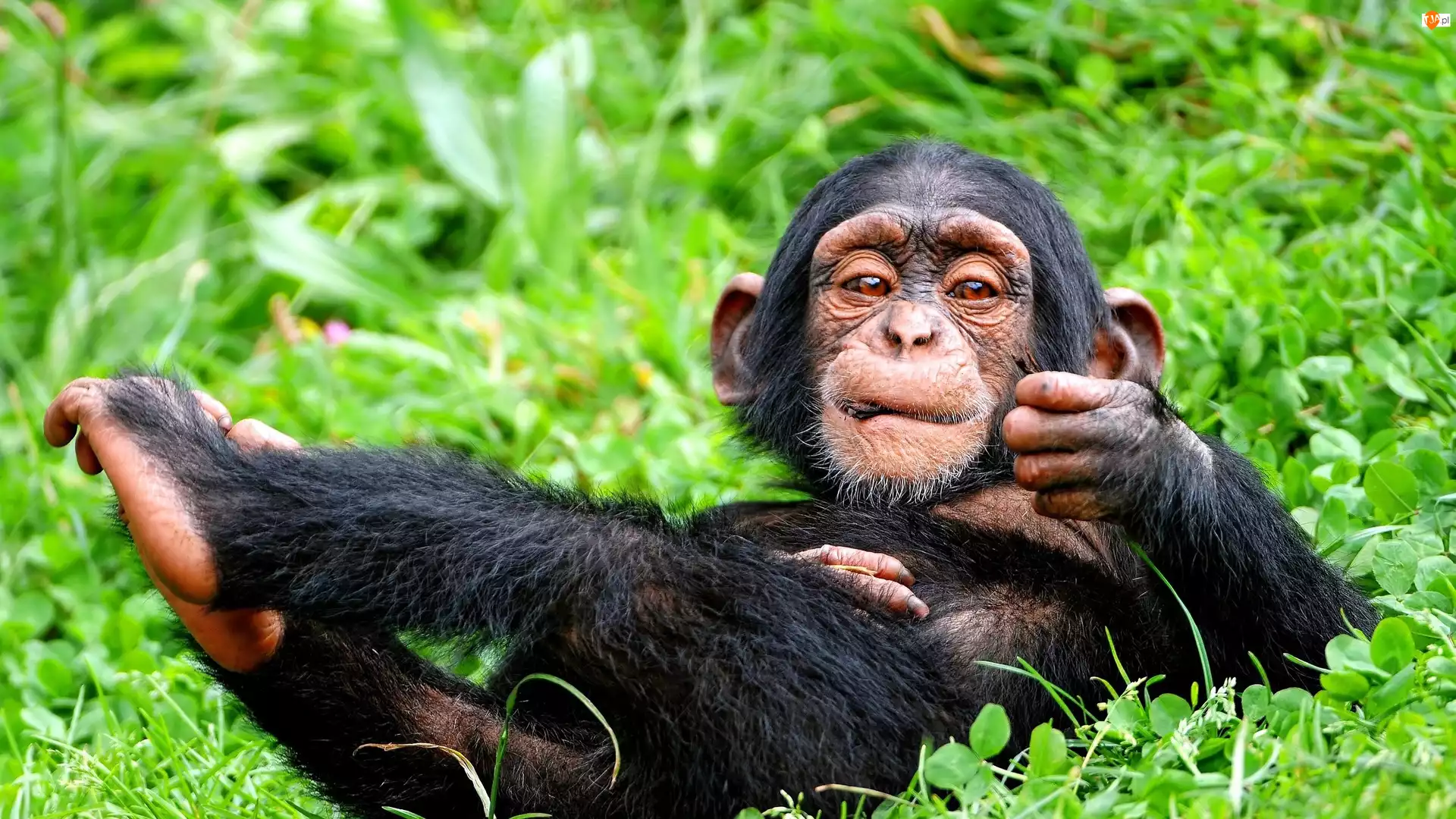 Mały, Zarośla, Odpoczywający, Szympans