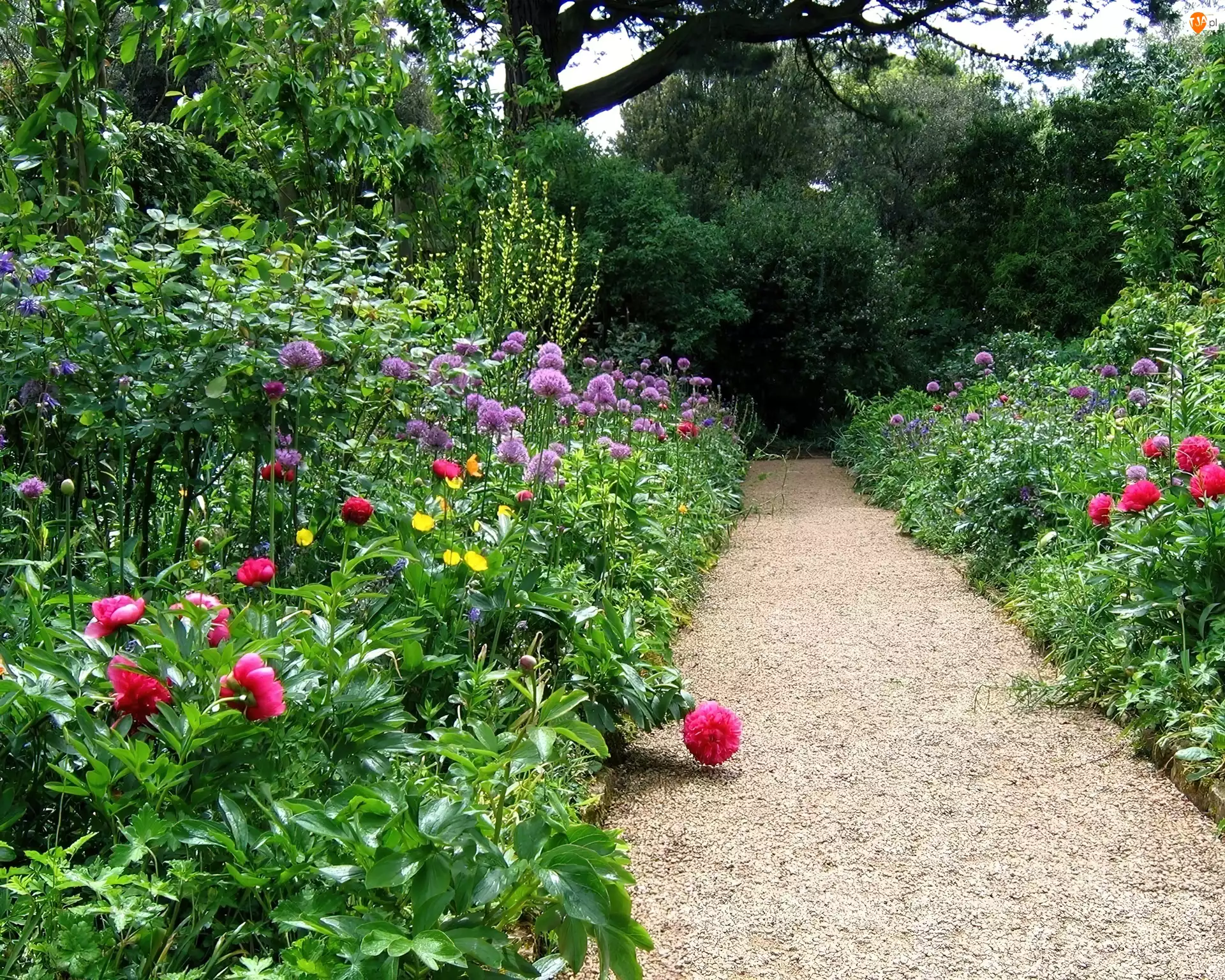 Ścieżka, Ogród, Kwiaty