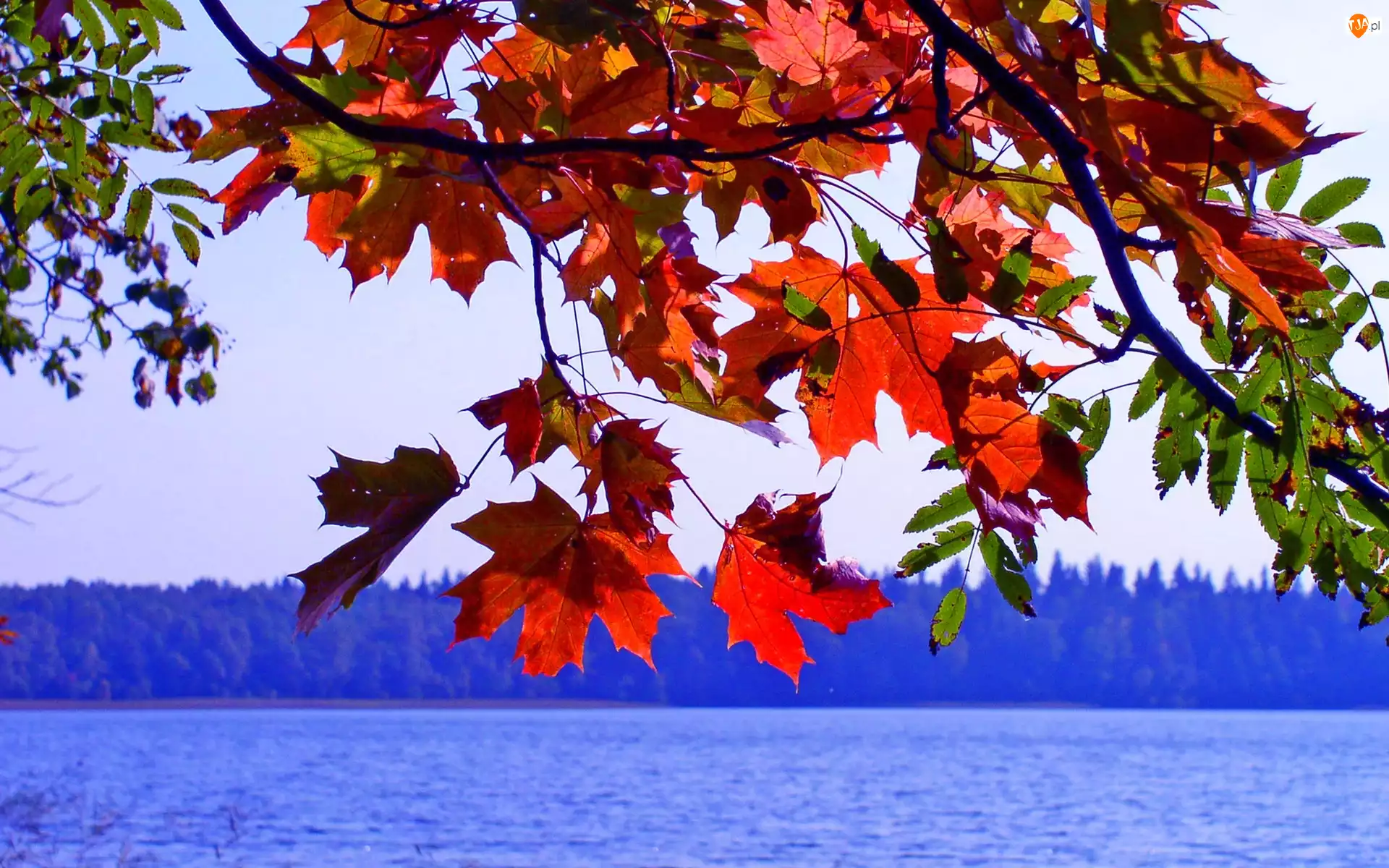 Jesień, Jezioro, Liście