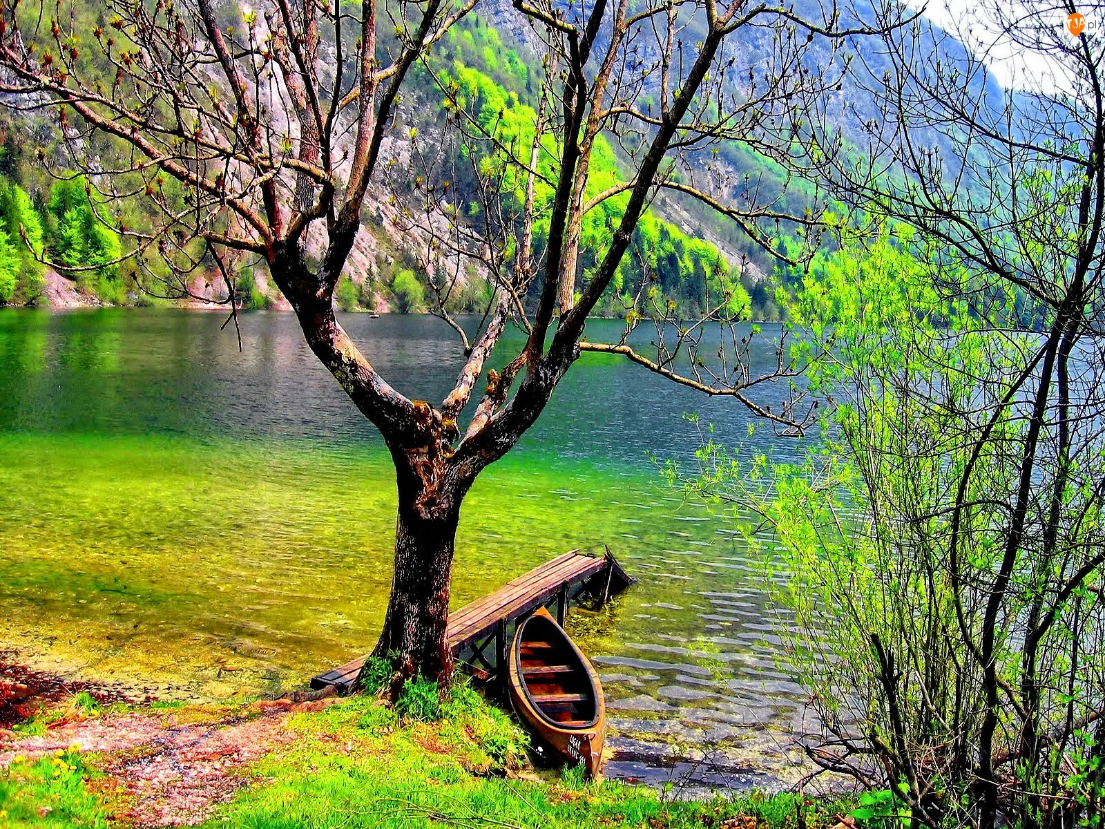 Jezioro, Drzewa, Łódka