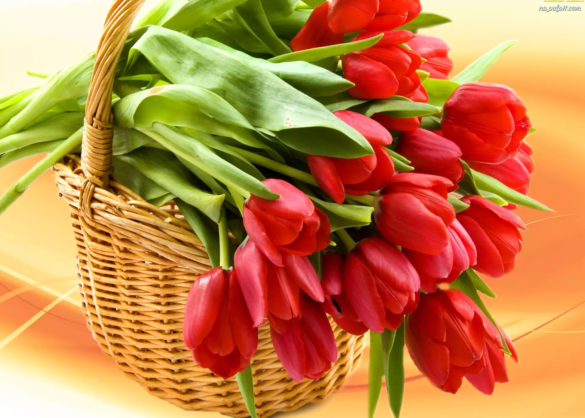 Tulipany, Koszyk, Czerwone