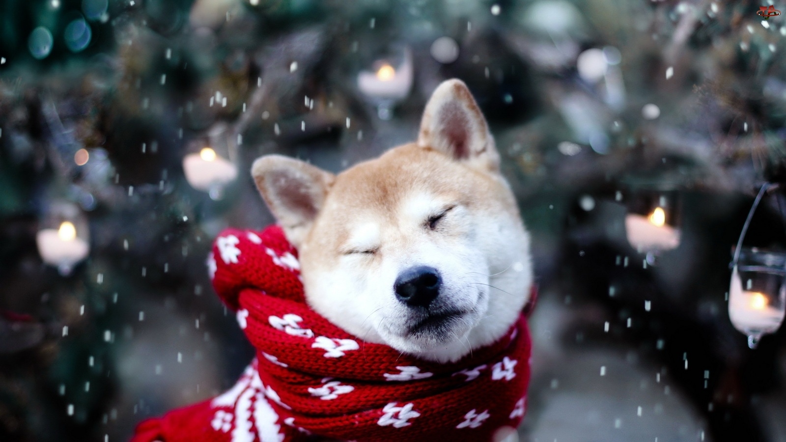 Pies, Śnieg, Akita Inu, Szalik