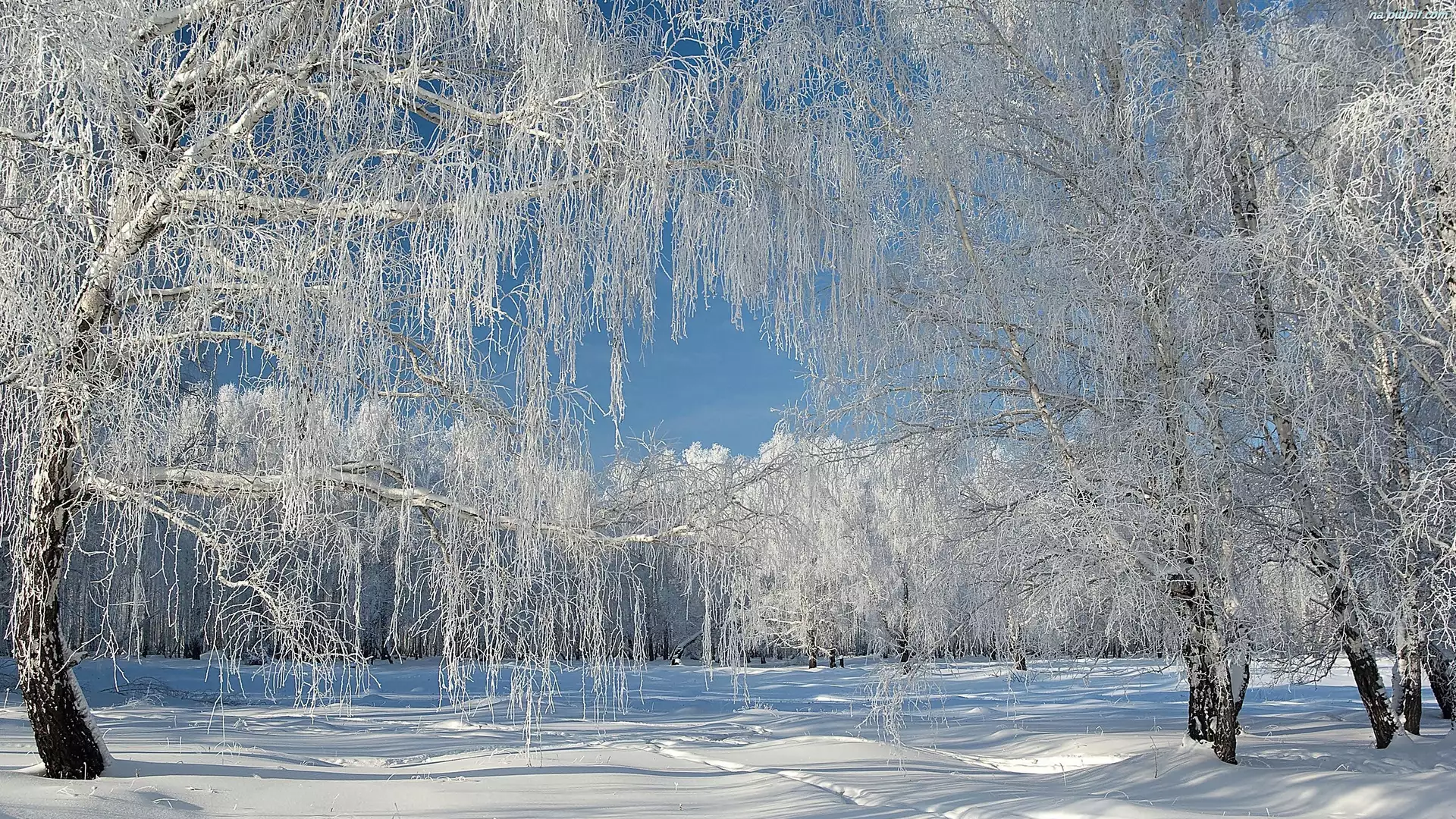 Śnieg, Pięknie, Oszronione, Drzewa