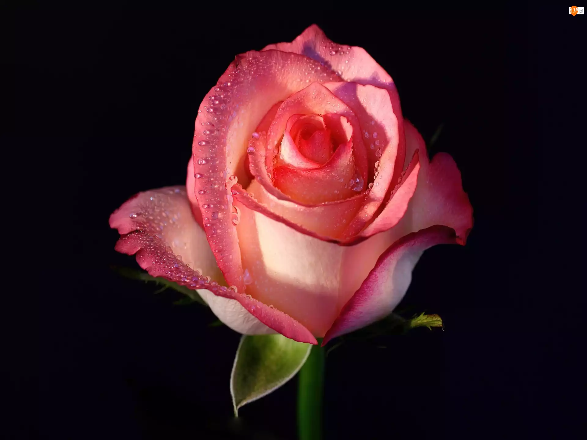 Rosa, Kwiat, Róży