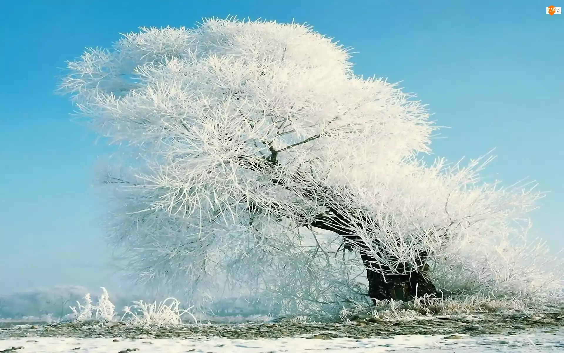 Zima, Drzewo, Pokryte, Szronem