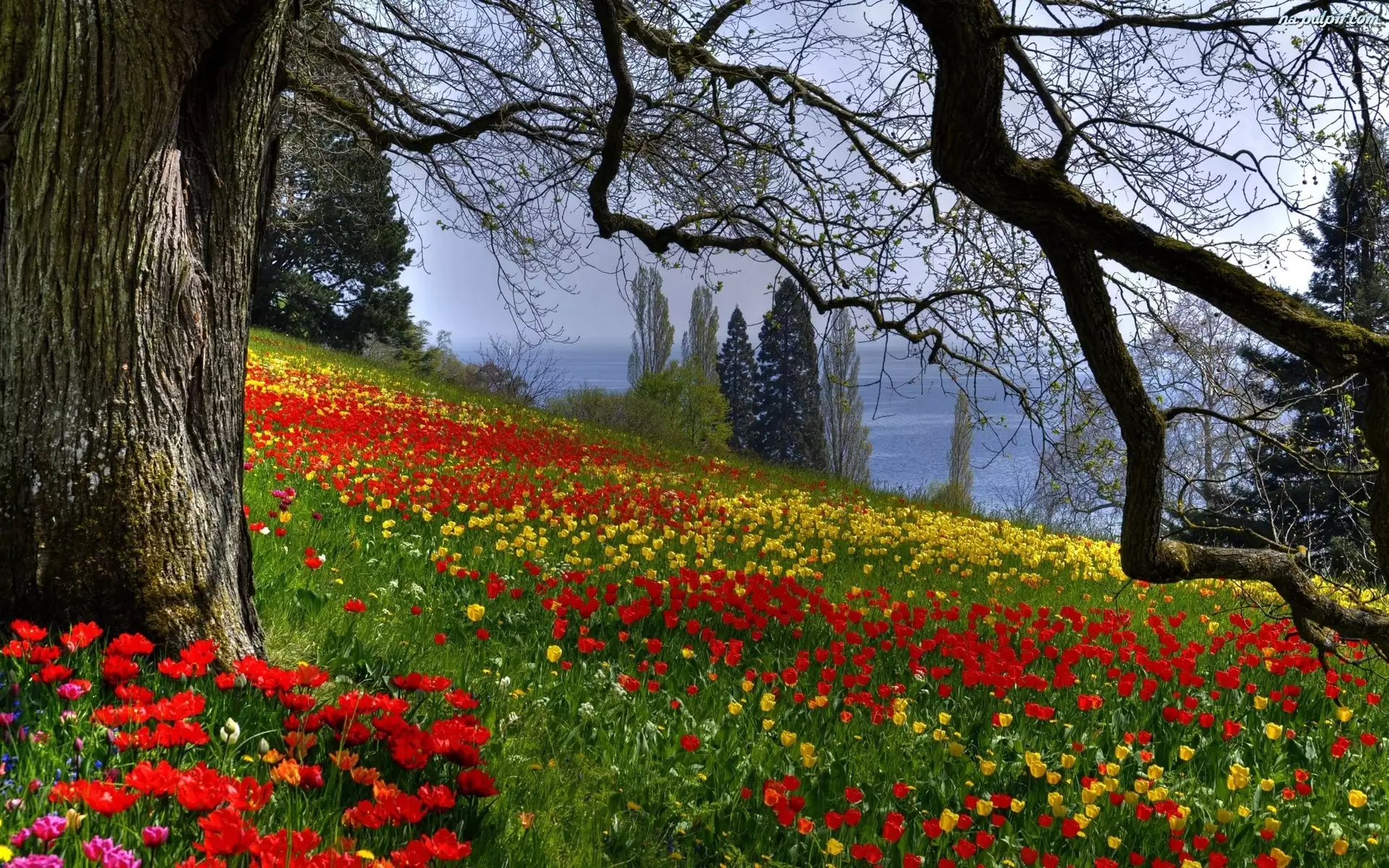 Drzewa, Tulipany
