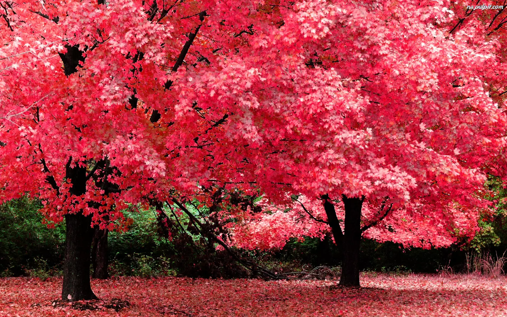 Jesień, Park, Liście, Drzewa, Kolorowe
