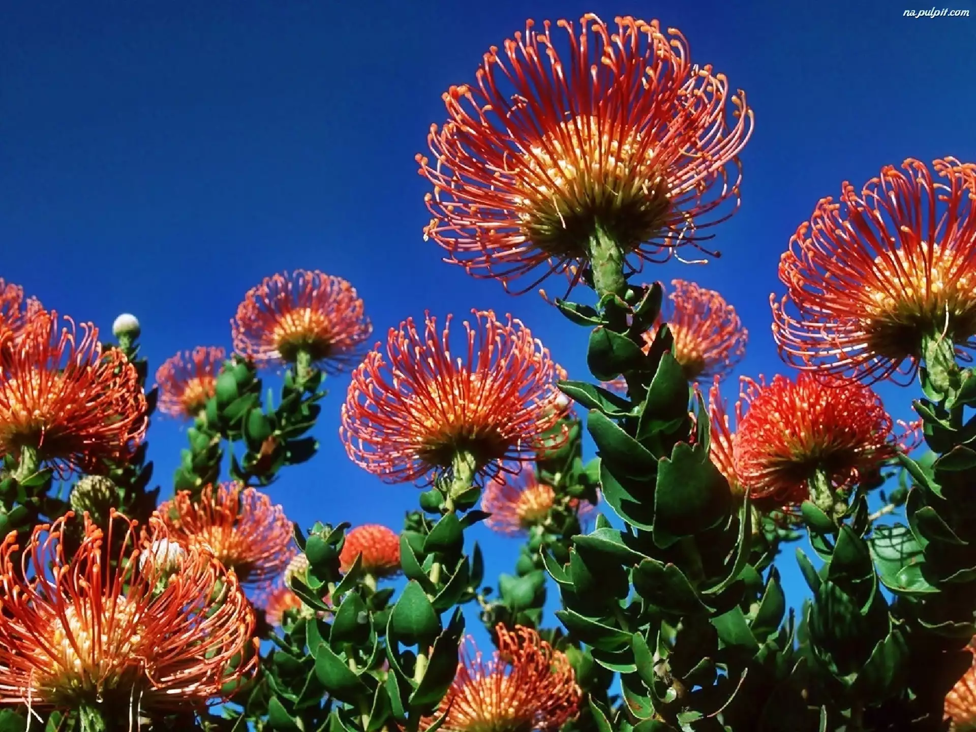 Protea, Egzotyczny, Kwiat