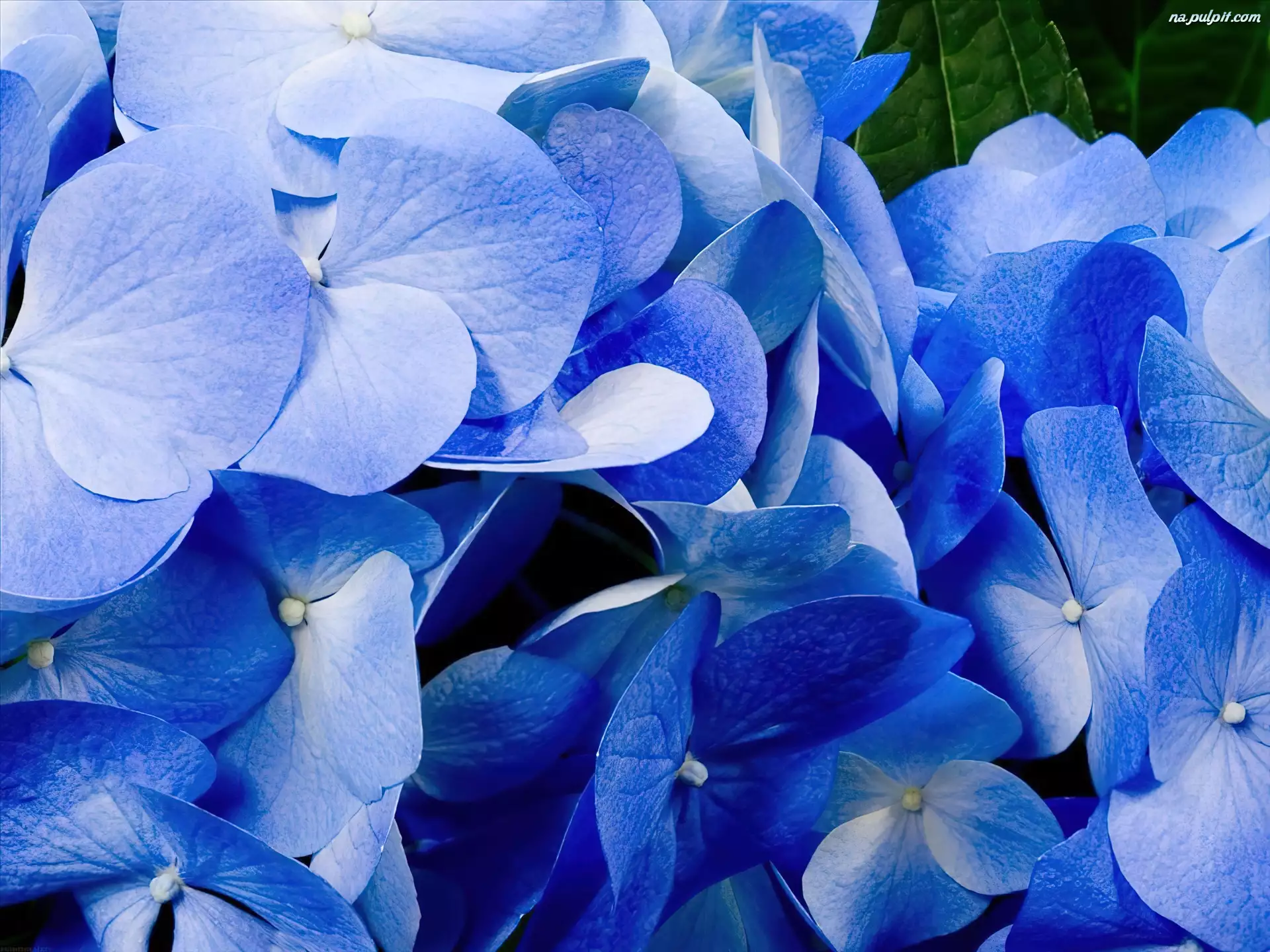 Hortensje, Niebieskie, Kwiaty
