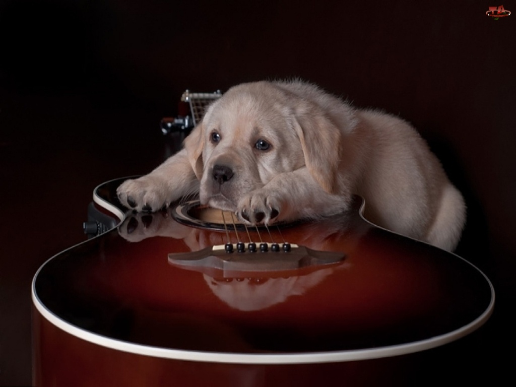 Smutny, Gitara, Pies, Labrador