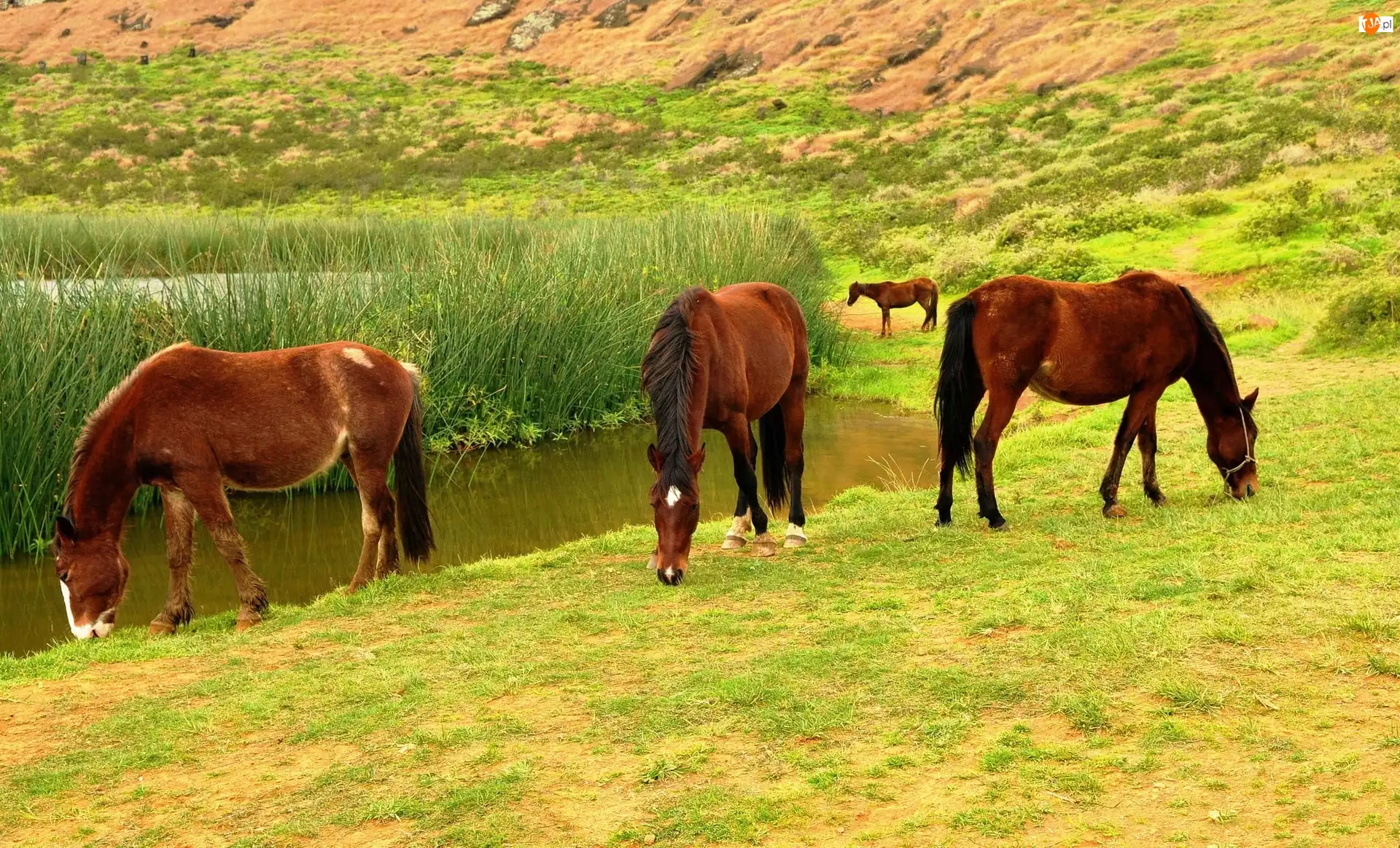 Trawa, Konie, Jezioro