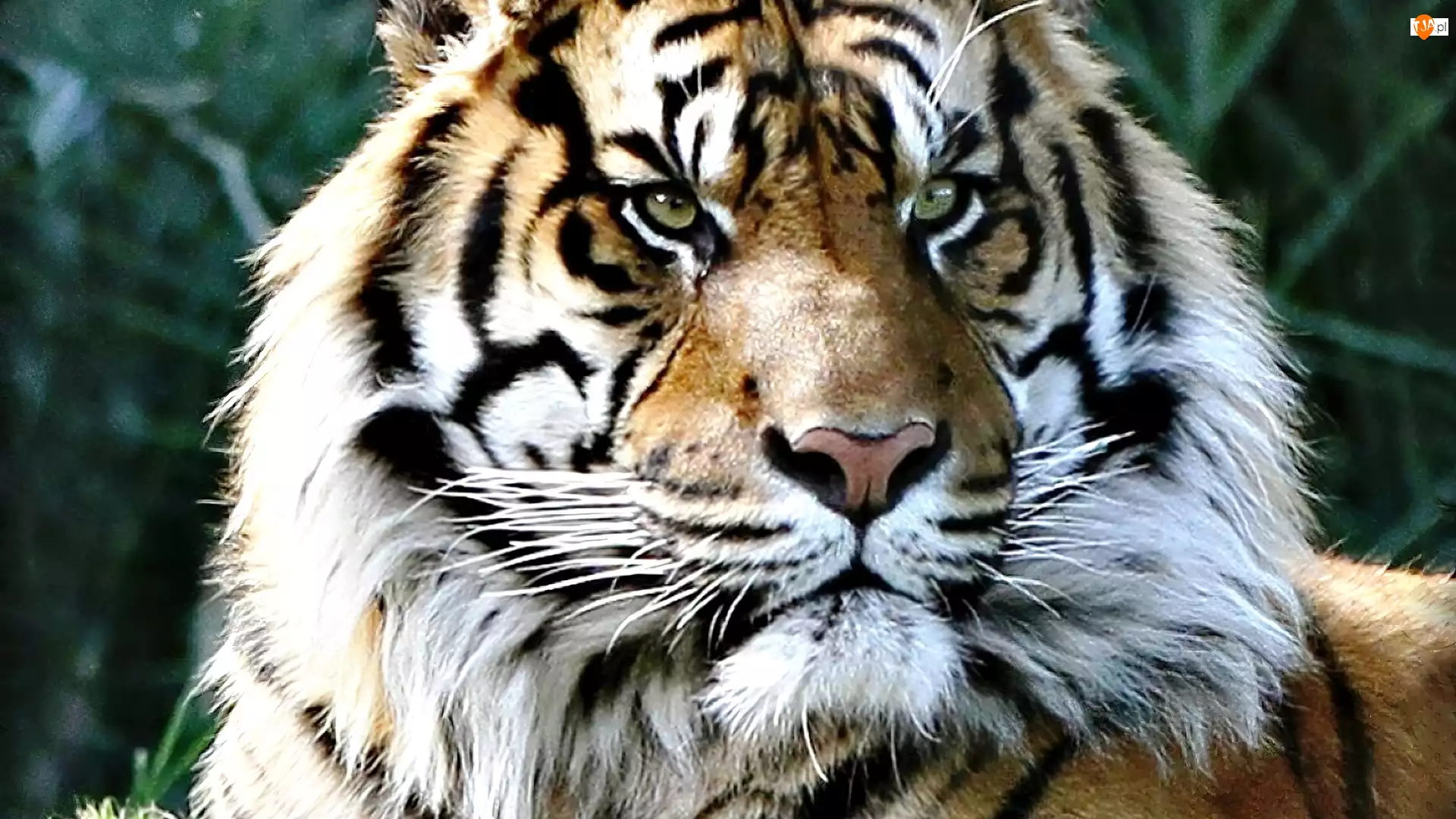 Łeb, Tygrys