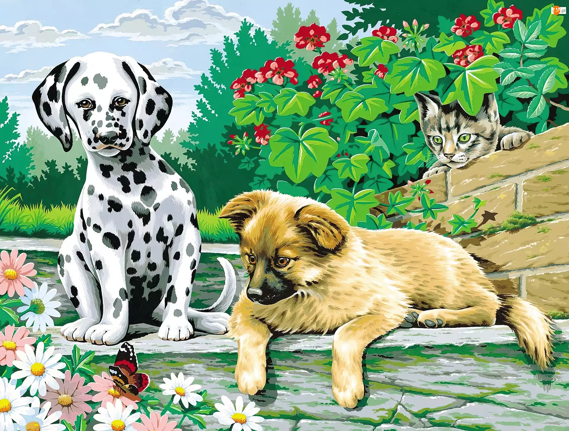 Dalmatyńczyk, Kwiaty, Psy, Dwa, Kot