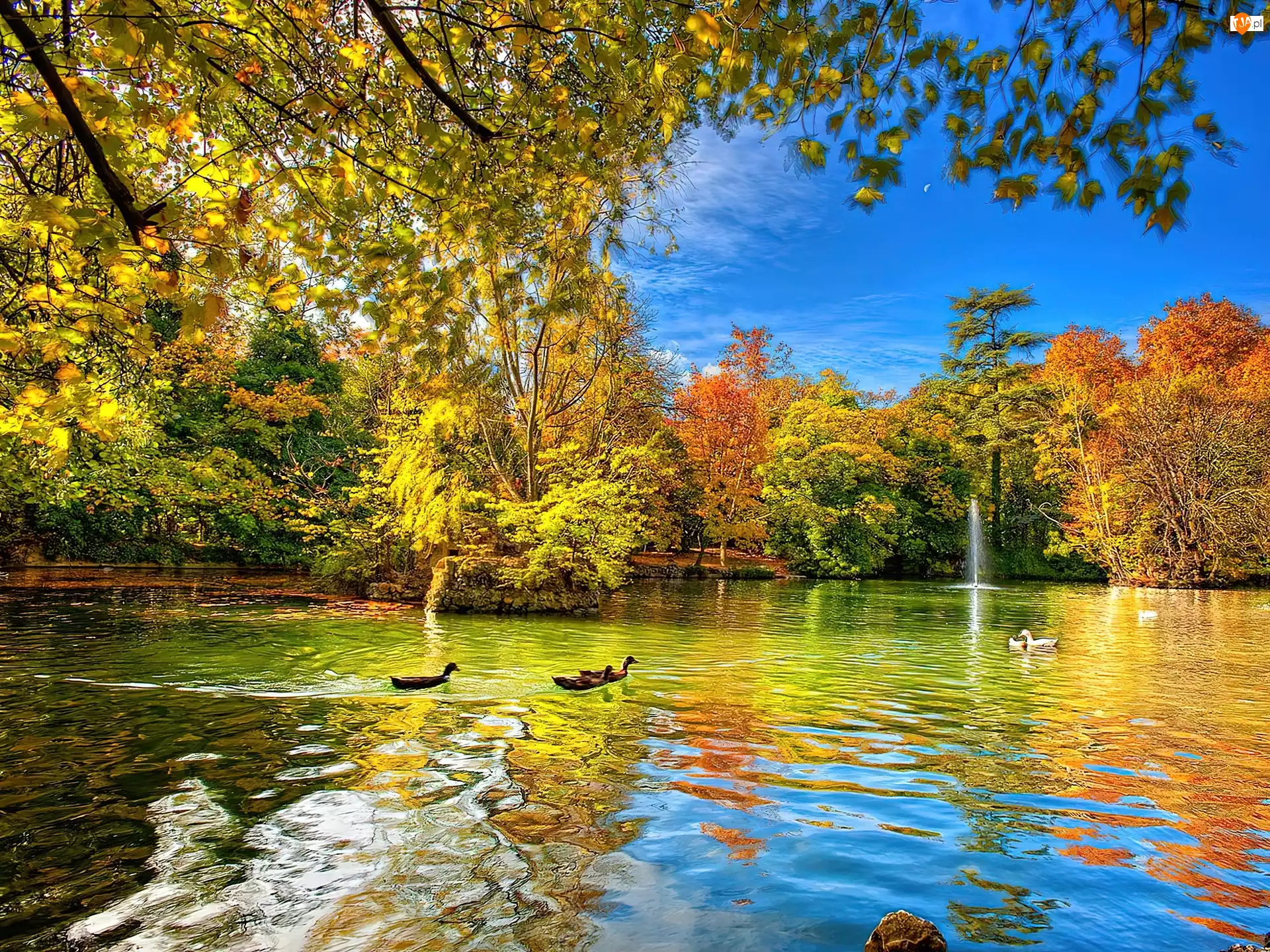 Jesień, Drzewa, Kaczki, Jezioro