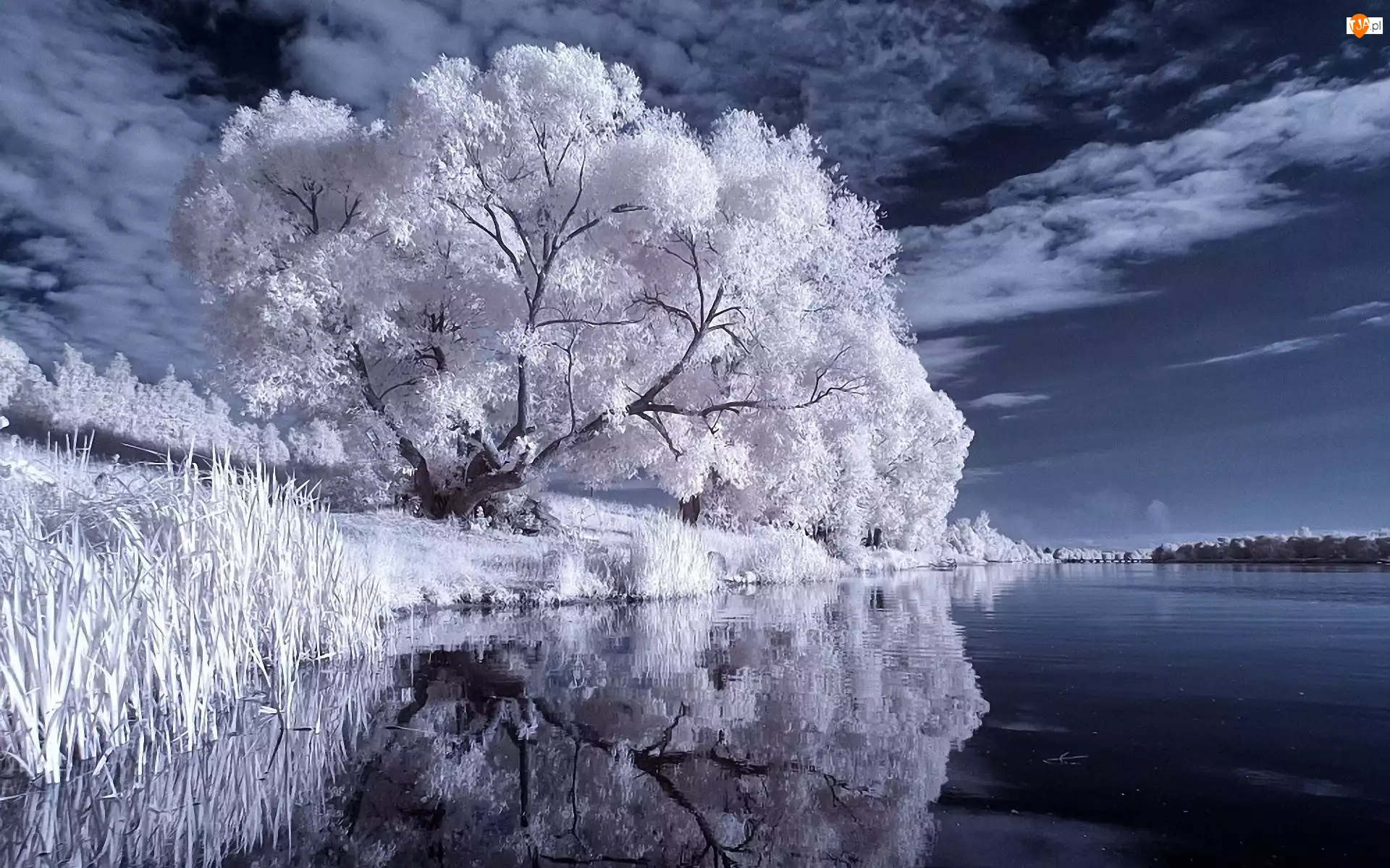 Białe, Niebo, Drzewa, Jezioro