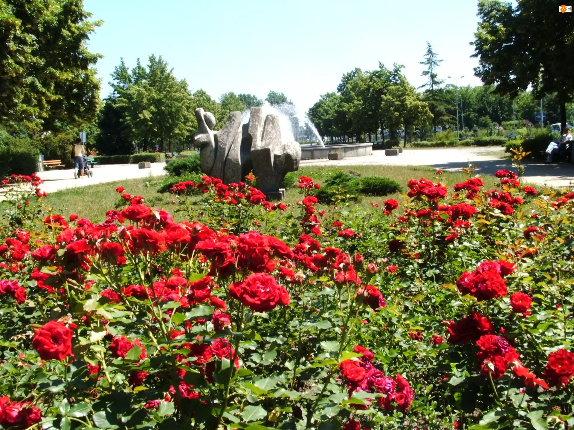 Park, Fontanna, Róże, Drzewa