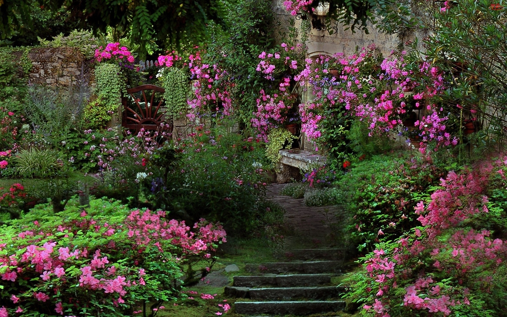 Schody, Ogród, Kwiaty