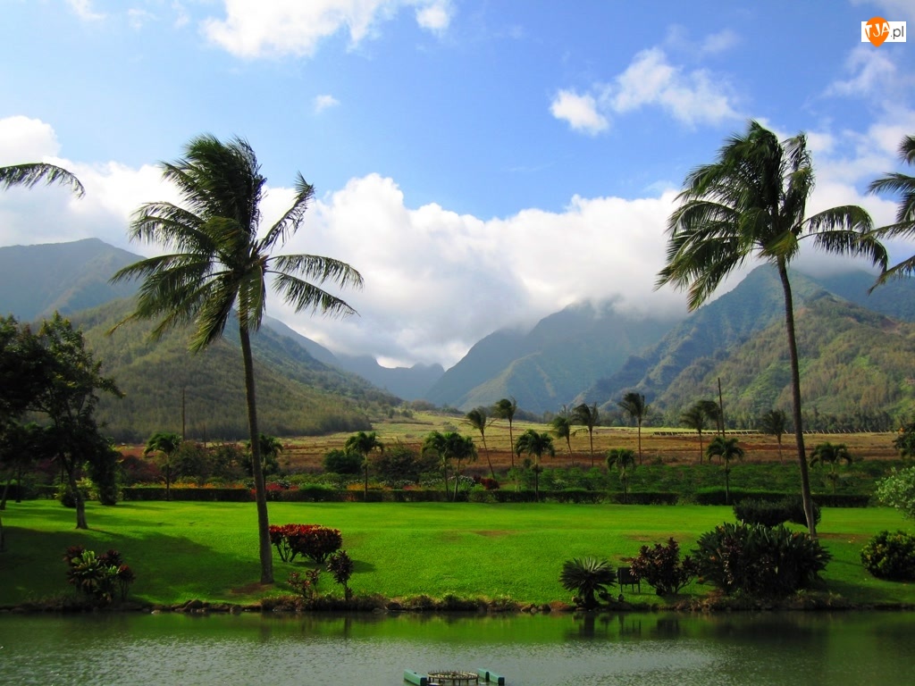 Łąka, Hawaje, Woda, Gór, Palmy, Panorama