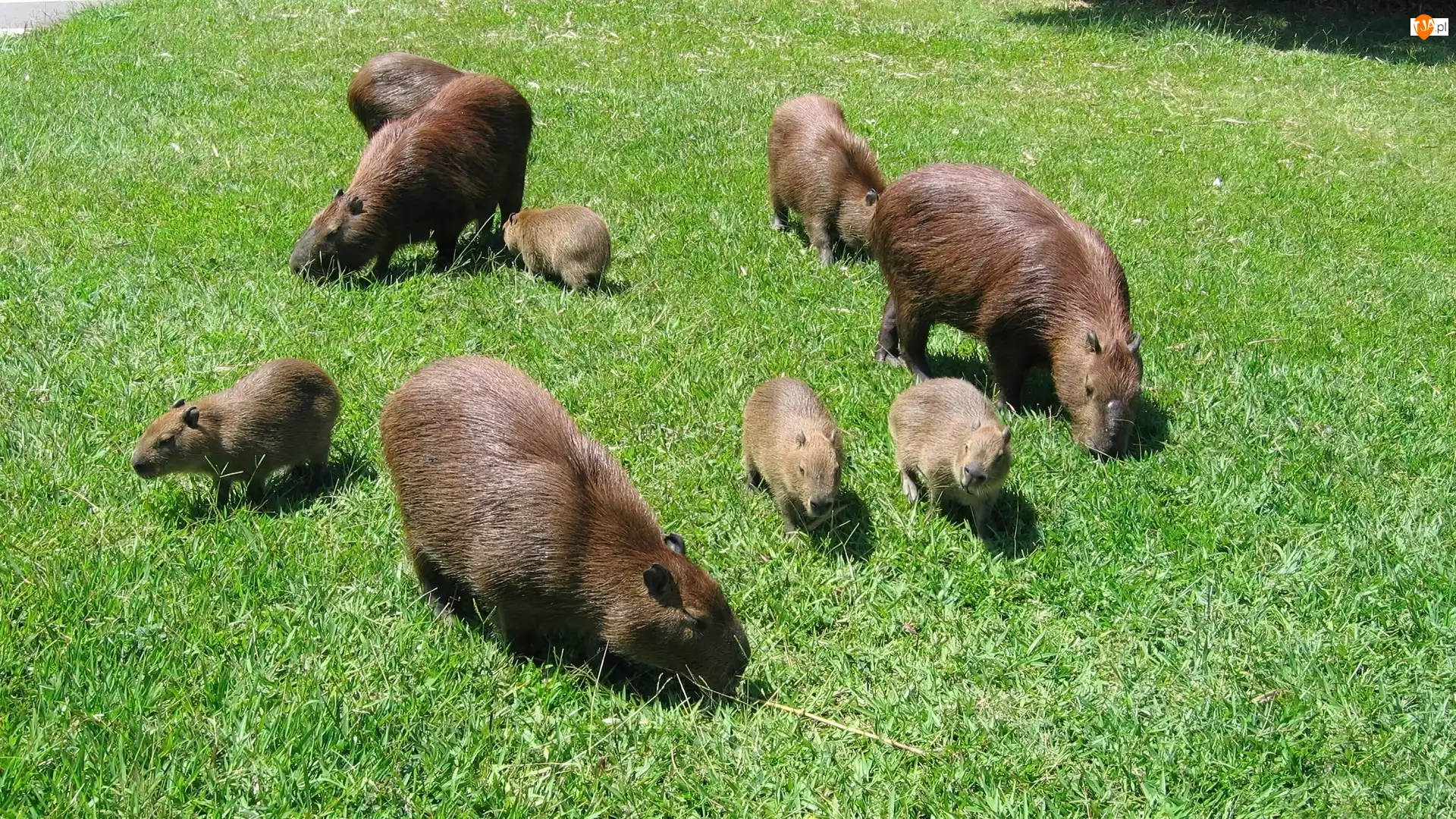 Kapibarów, Stadko